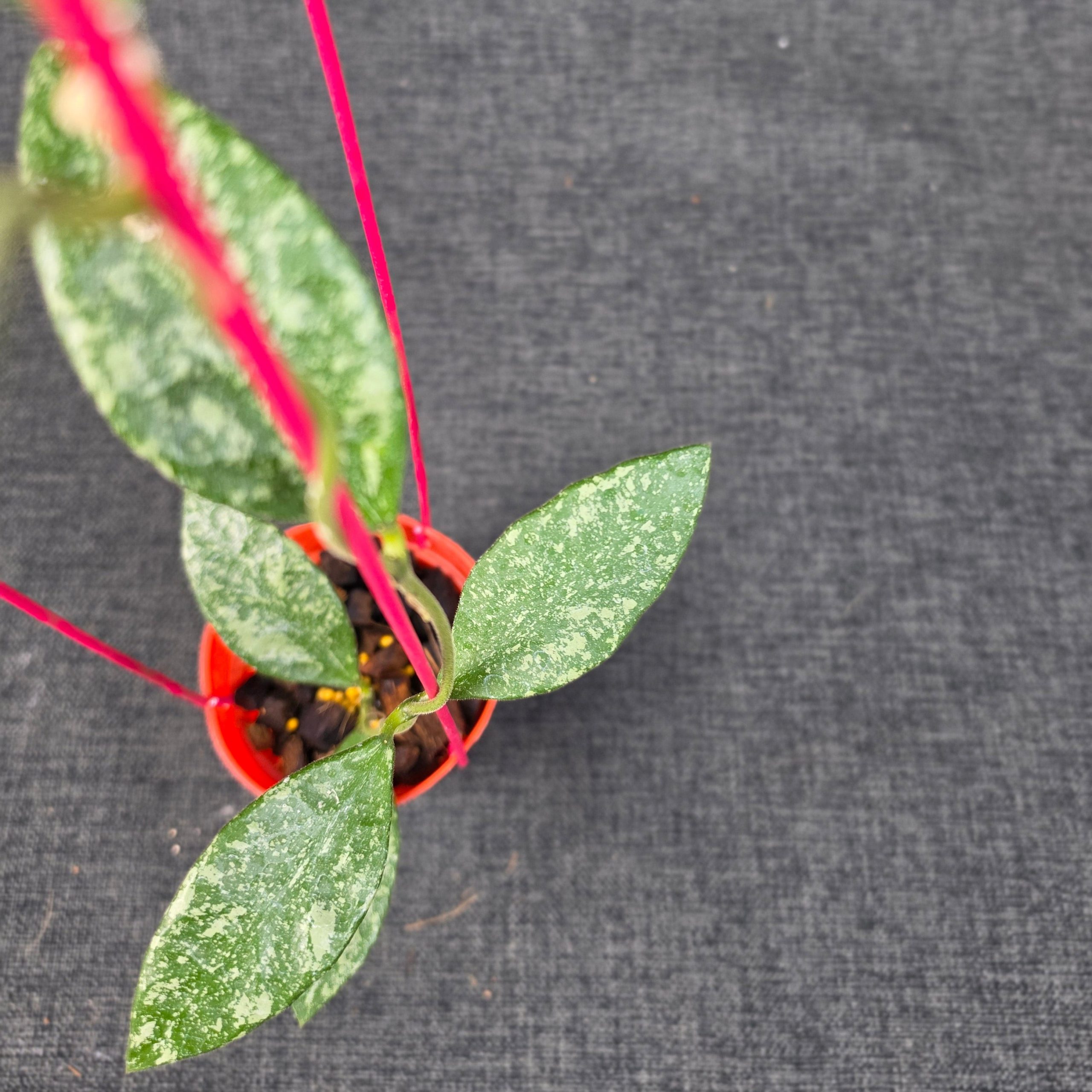 Hoya rundumensis 'High Splash' - Image 4