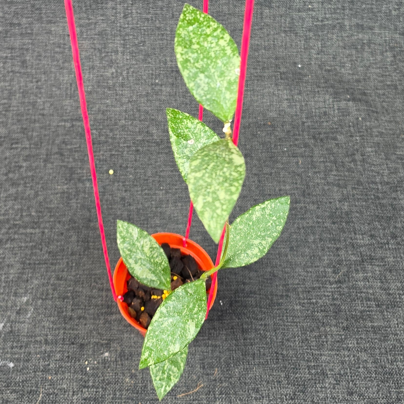 Hoya rundumensis 'High Splash' - Image 5