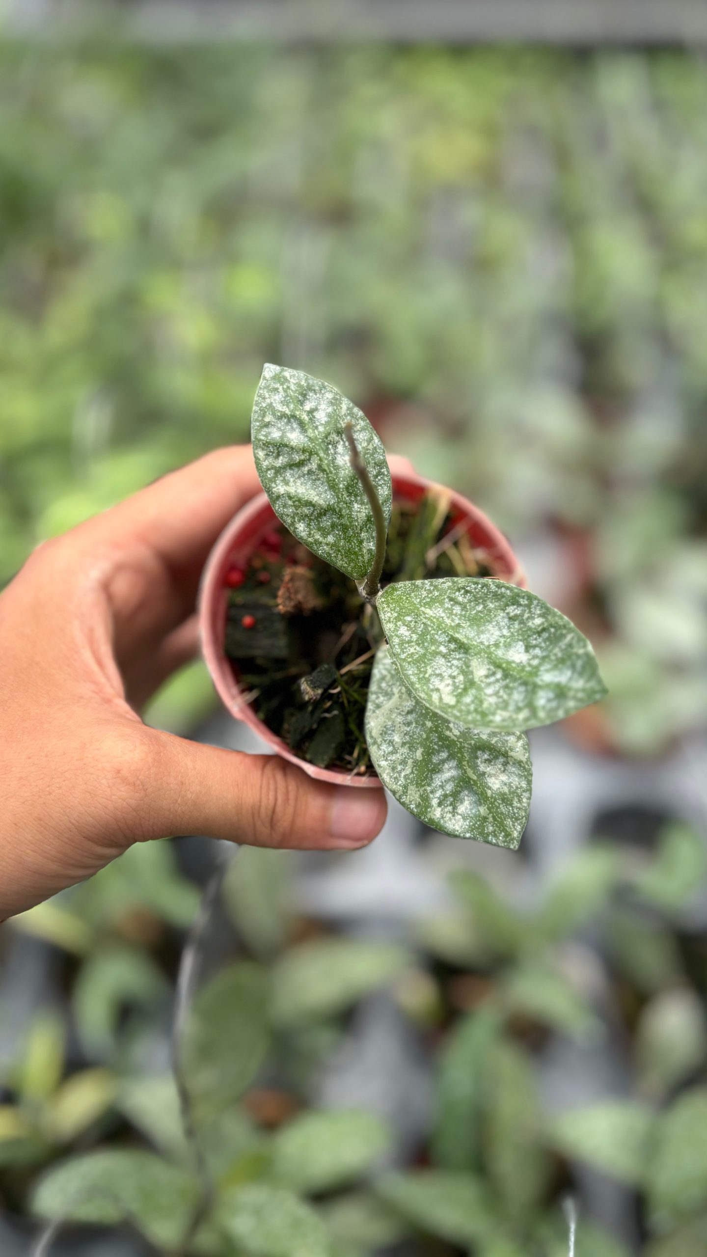Hoya rundumensis splash - Image 2