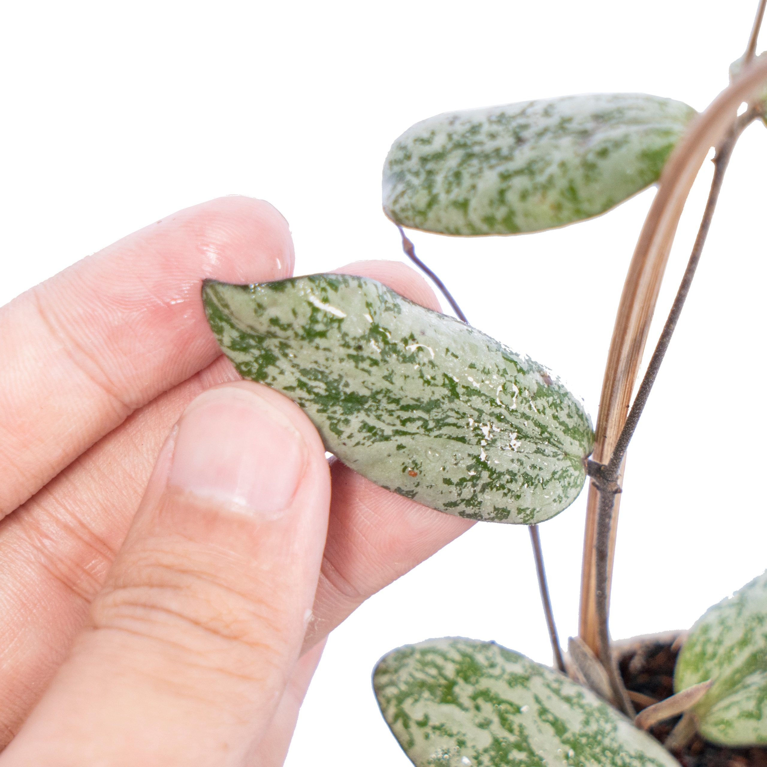 Hoya Sigilatis Silver Borneo - Image 3