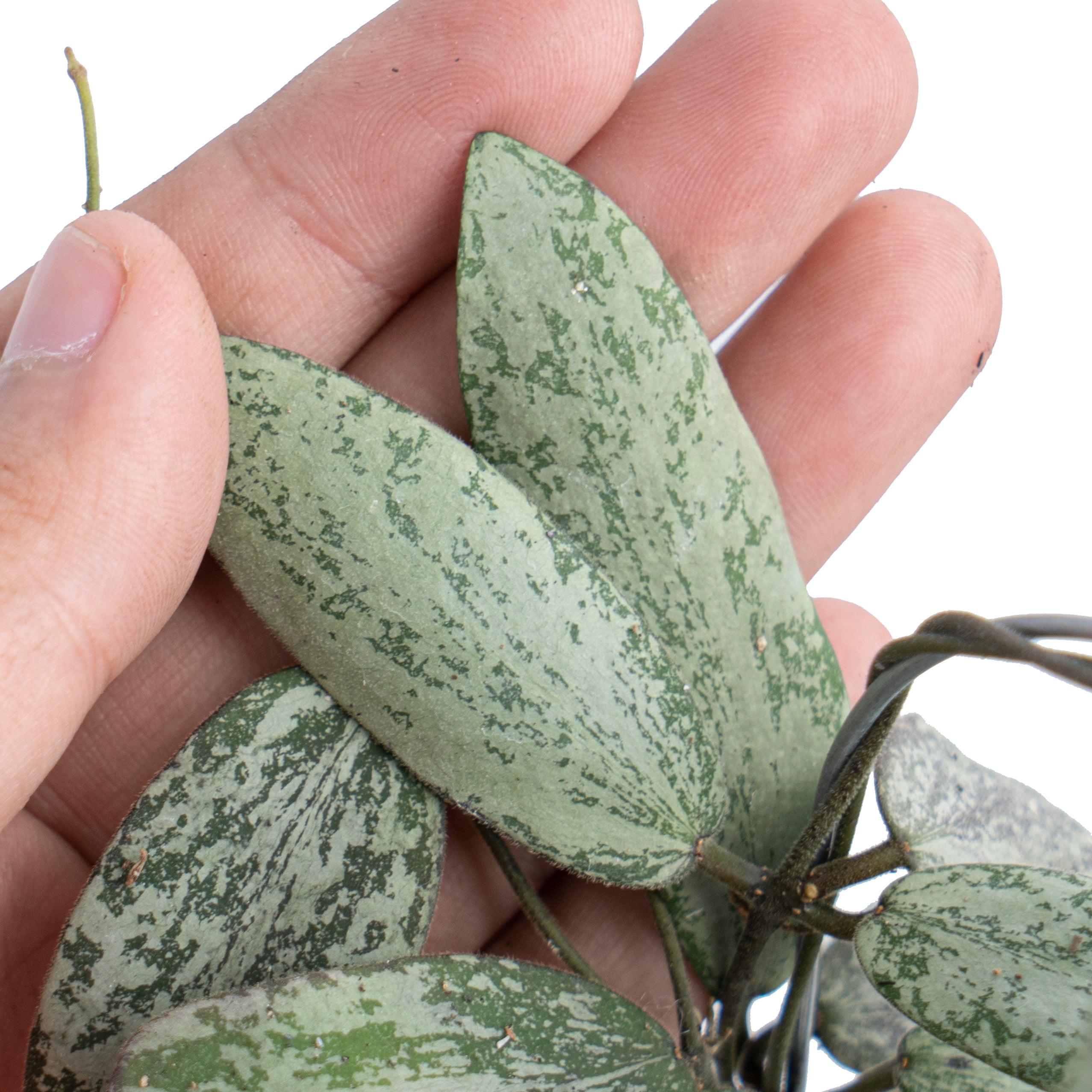 Hoya Sigillatis Silver VN-434 - Image 2