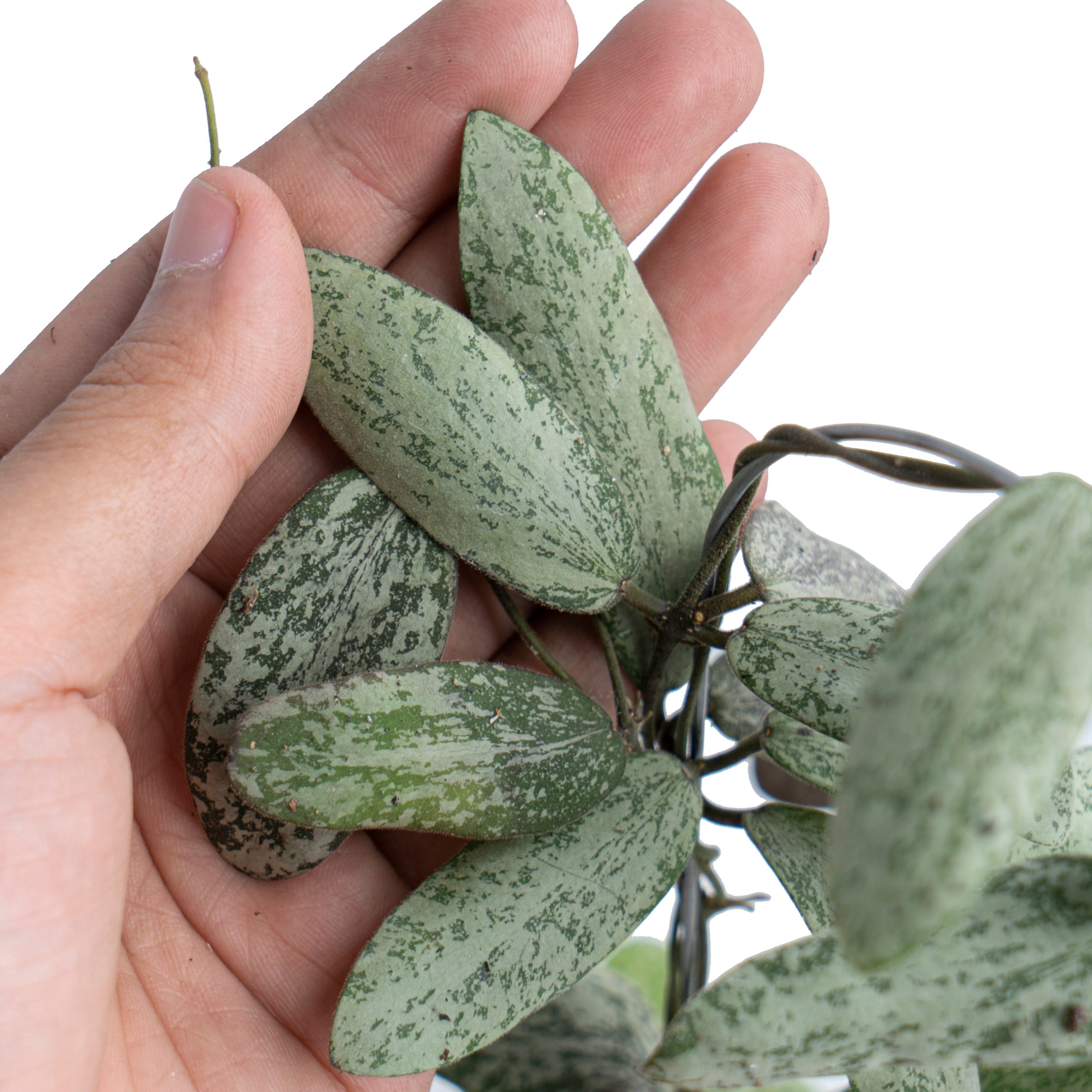 Hoya Sigillatis Silver VN-434 - Image 3