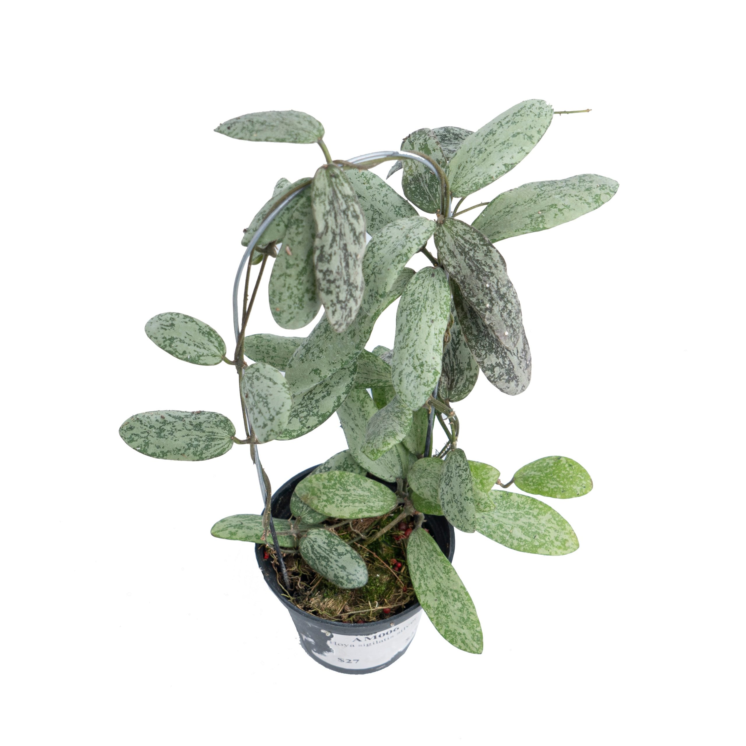 Hoya Sigillatis Silver VN-434 - Image 4