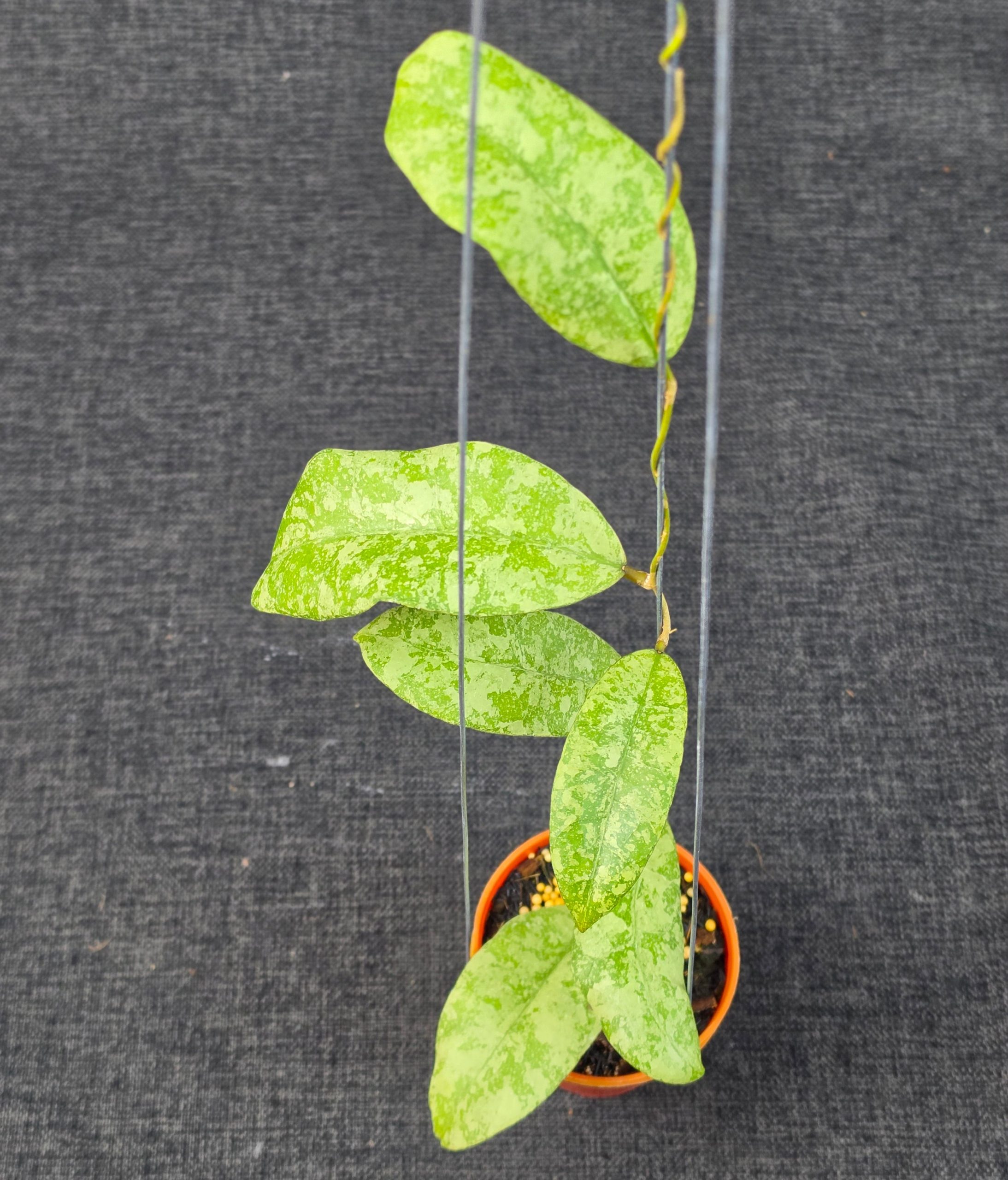 Hoya 'SLM-04 Silver Clone 2' - Image 5