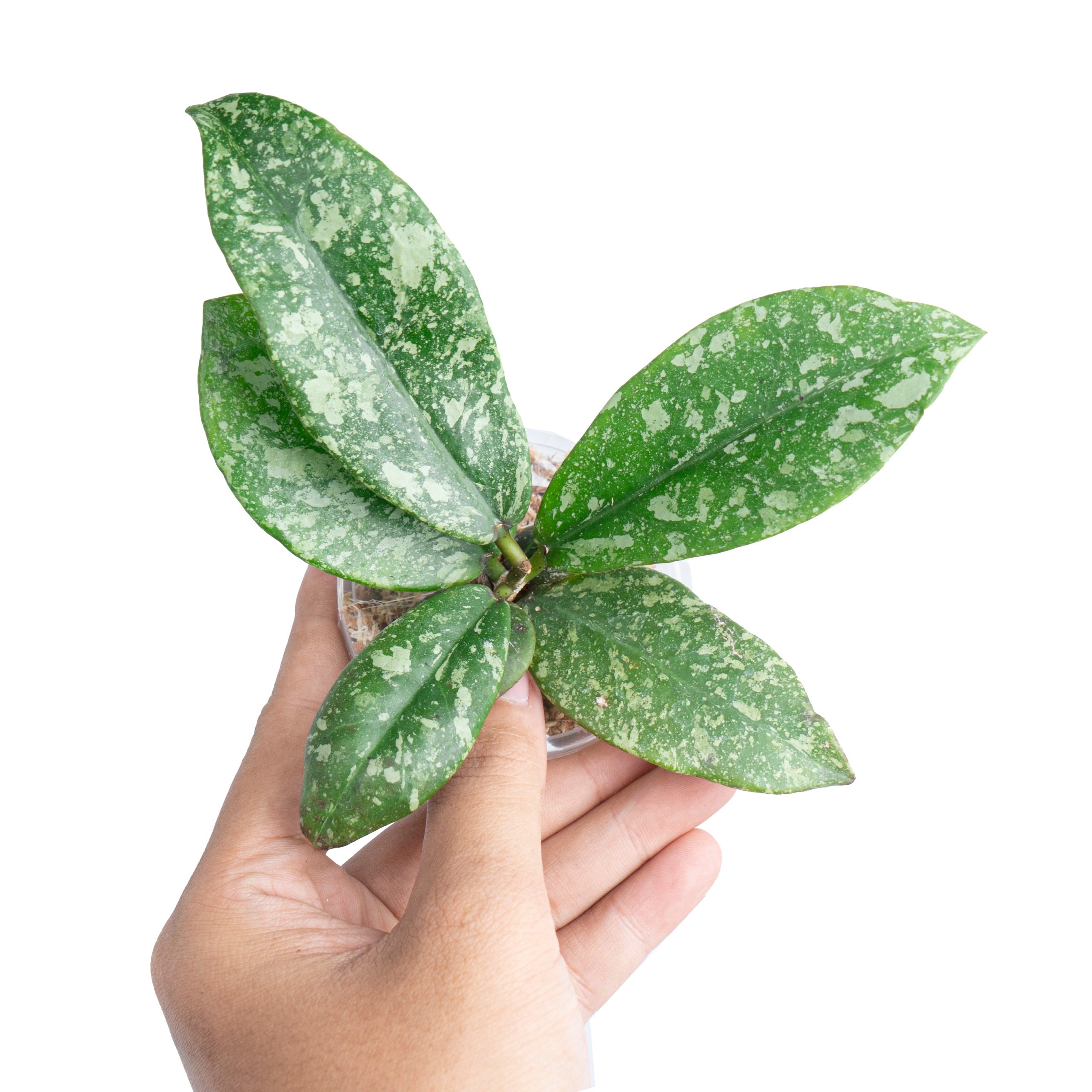 Hoya Slm01 Buntokensis High Splash - Image 2
