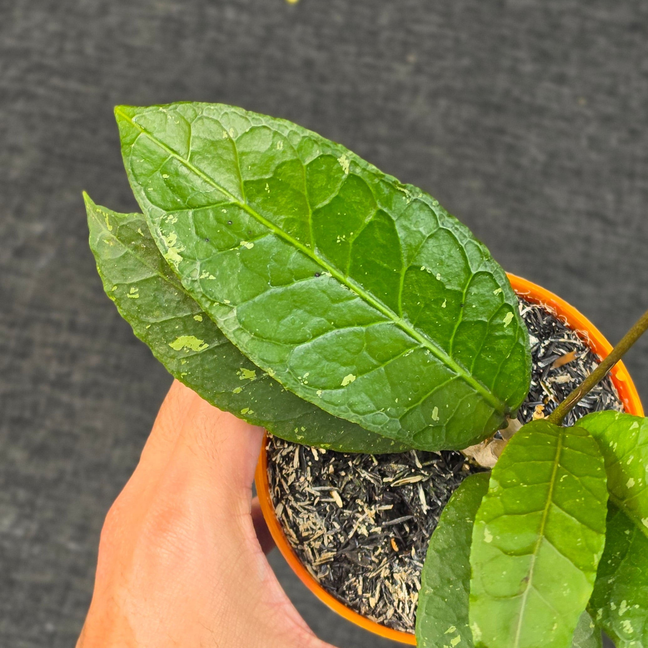 Hoya sp. 'Aceh Ceratops' - Image 2