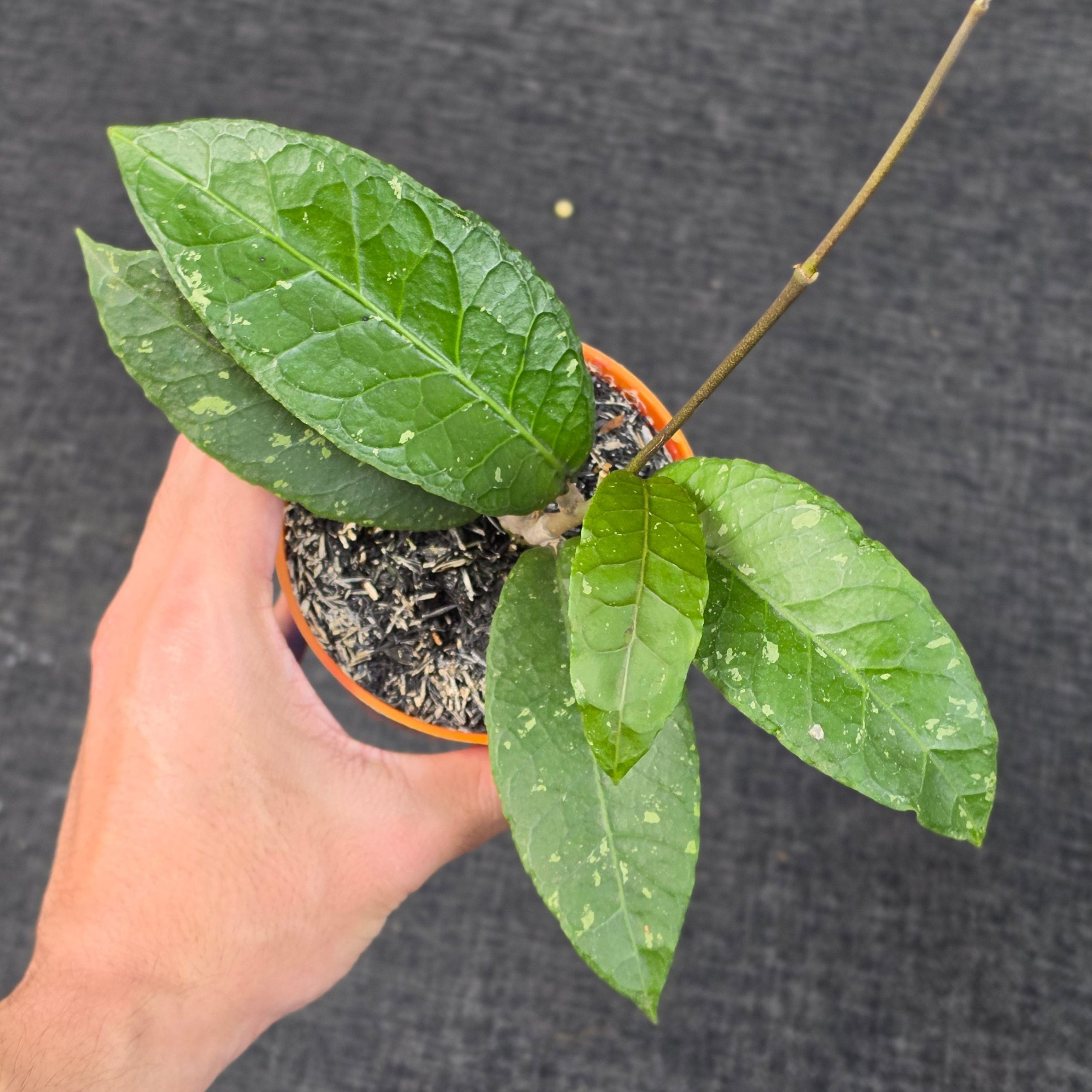 Hoya sp. 'Aceh Ceratops' - Image 4