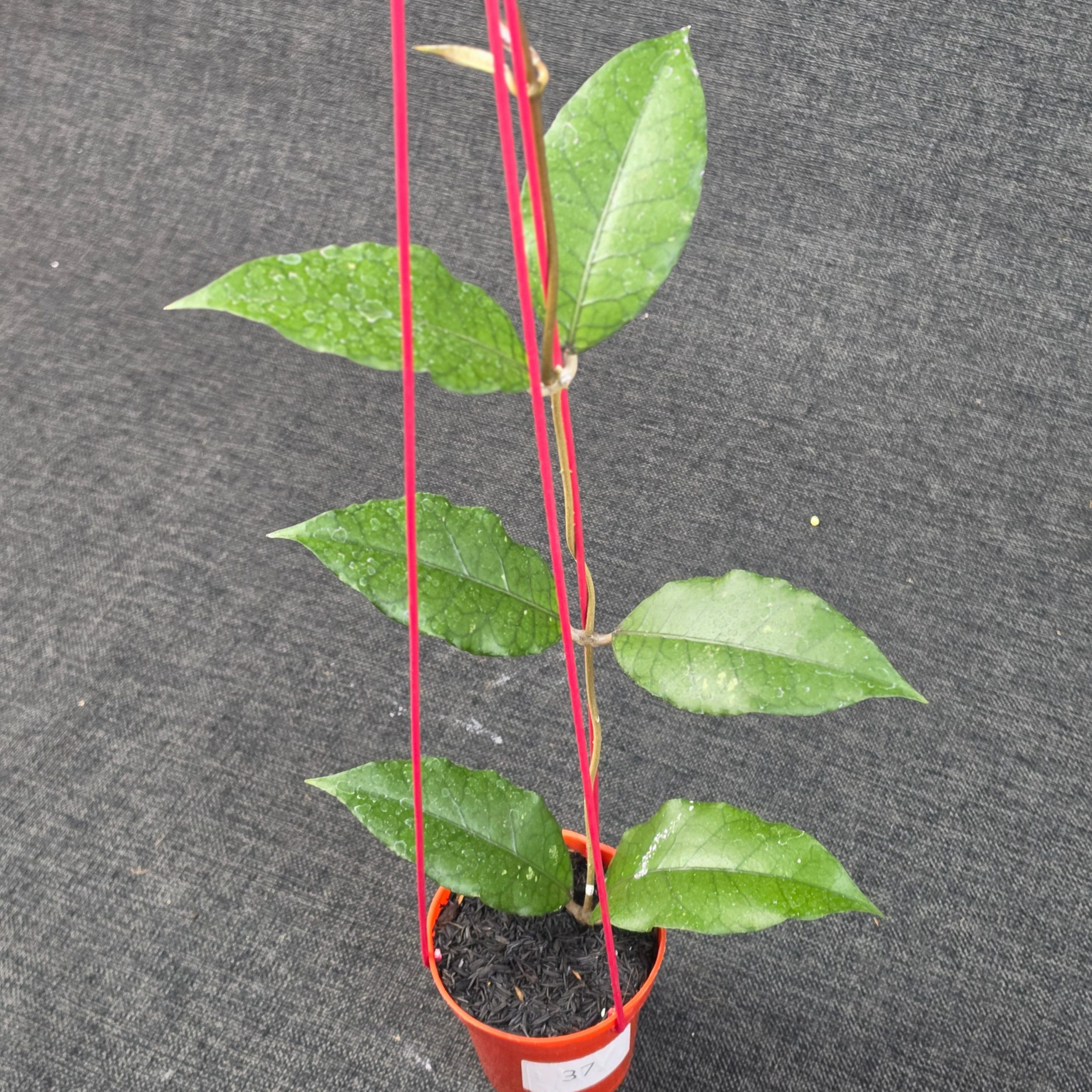 Hoya sp 'Aceh Dragon' - Image 6