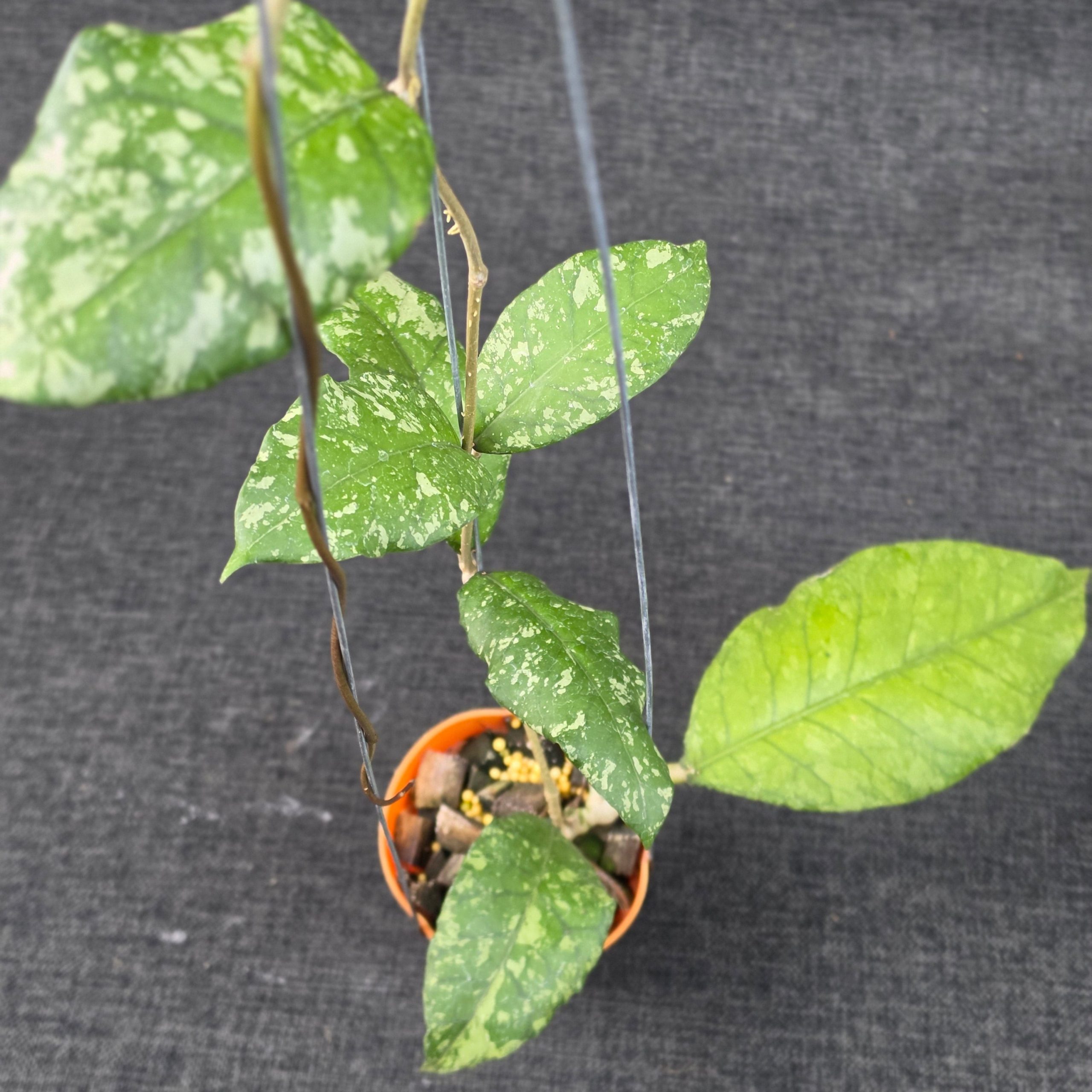 Hoya sp aceh forest orb