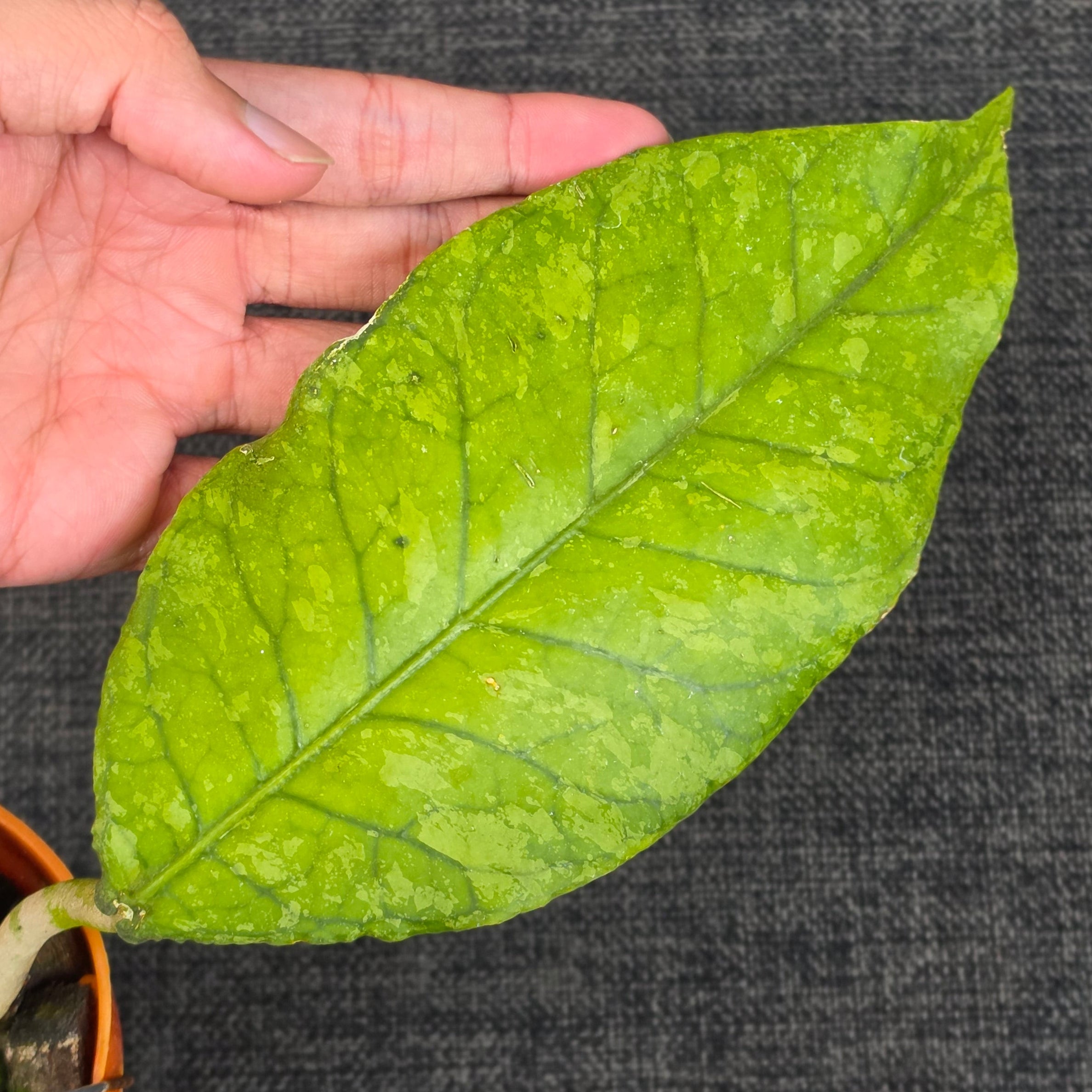 Hoya sp aceh forest orb - Image 5