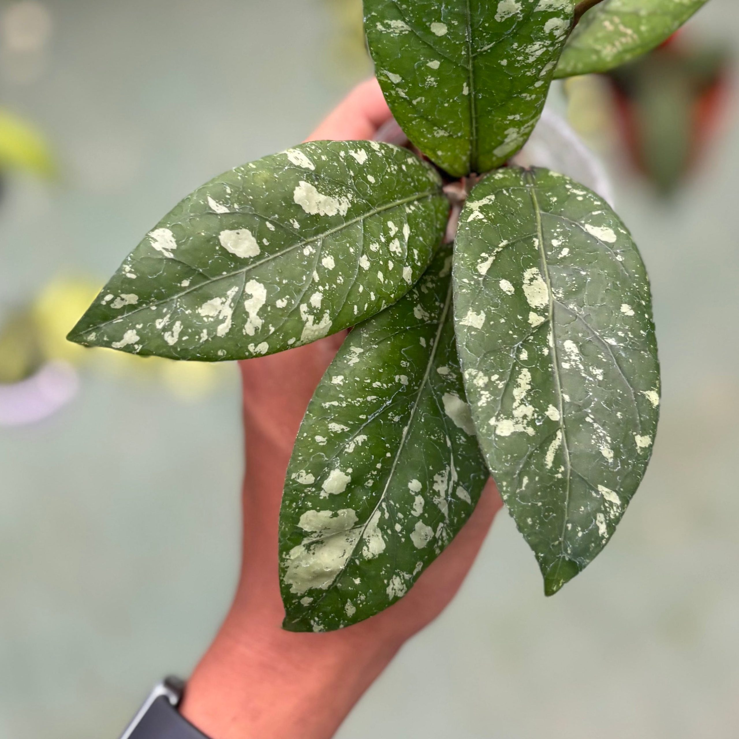 Hoya sp aceh gunung kapi - Image 2