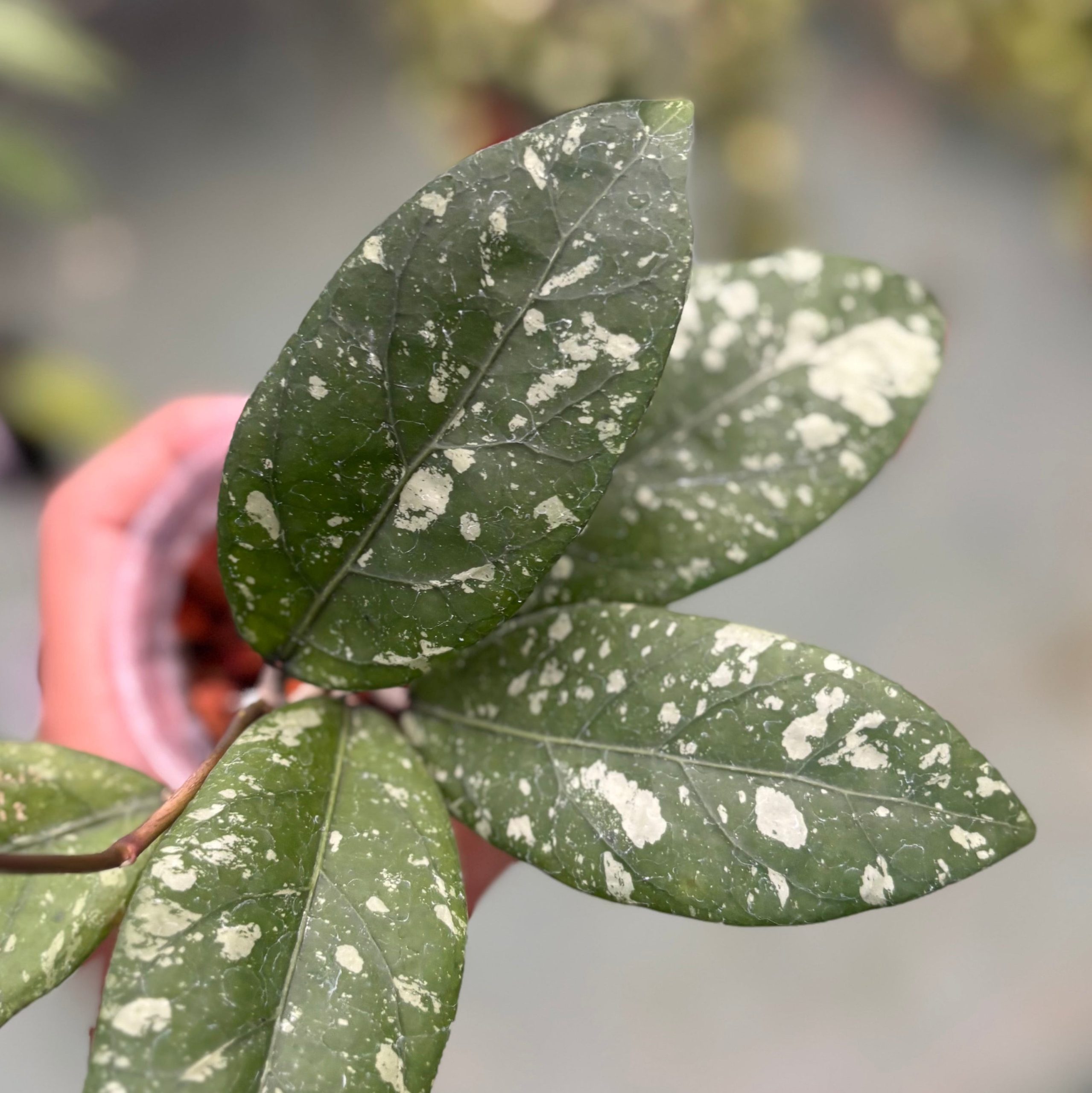 Hoya sp aceh gunung kapi - Image 4