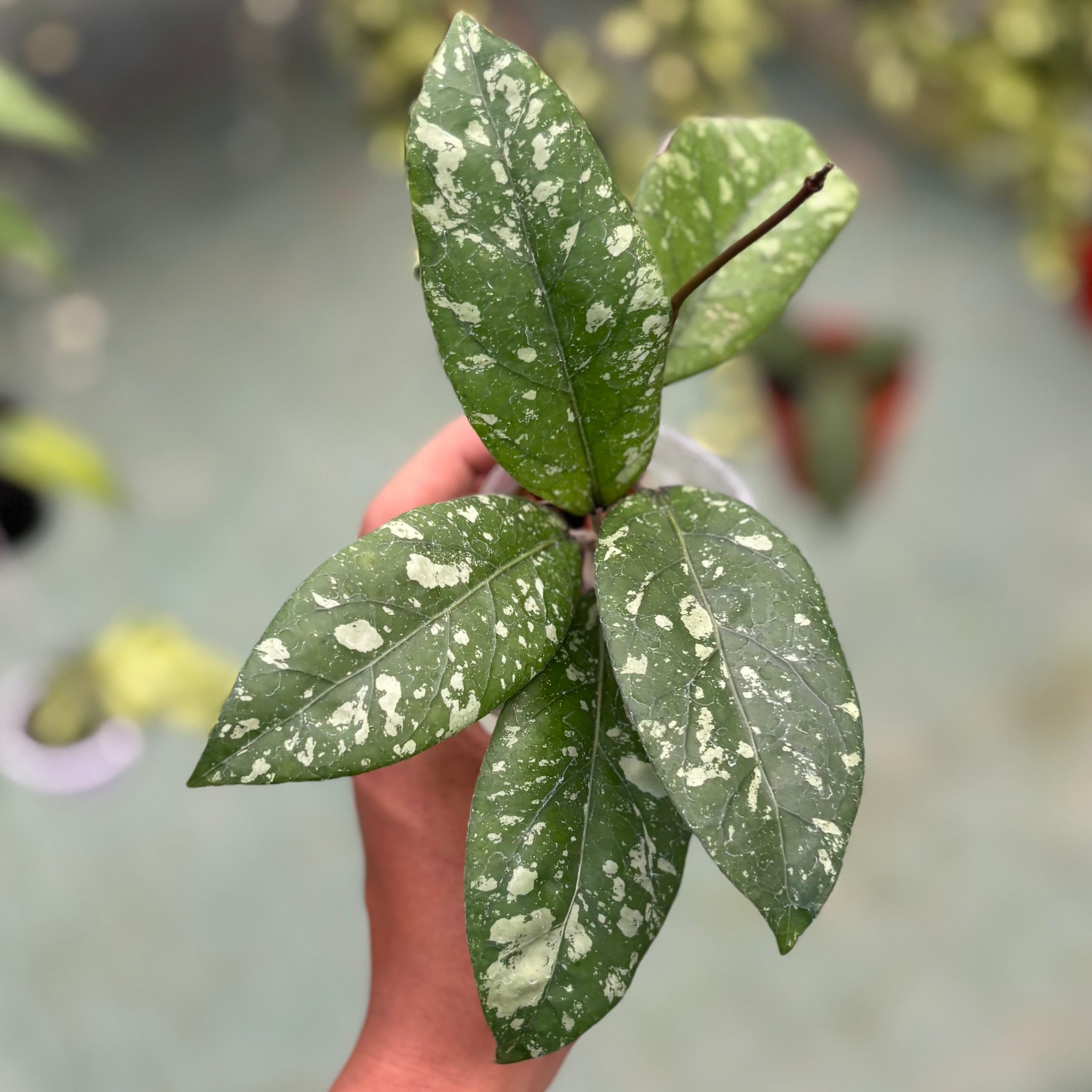 Hoya sp aceh gunung kapi - Image 6