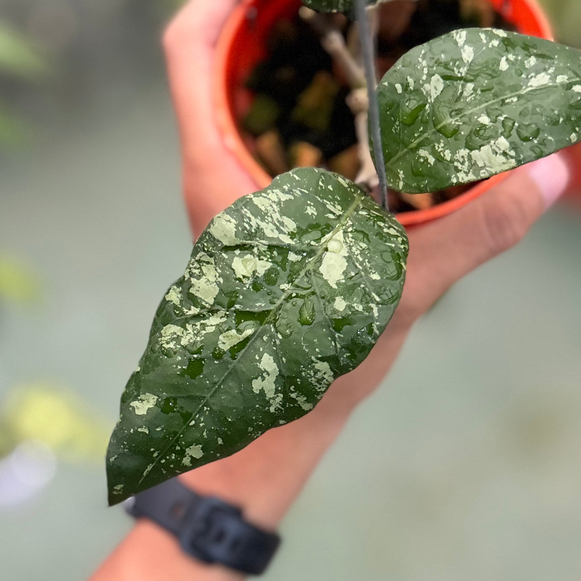 Hoya sp aceh ‘mapu’ - Image 2