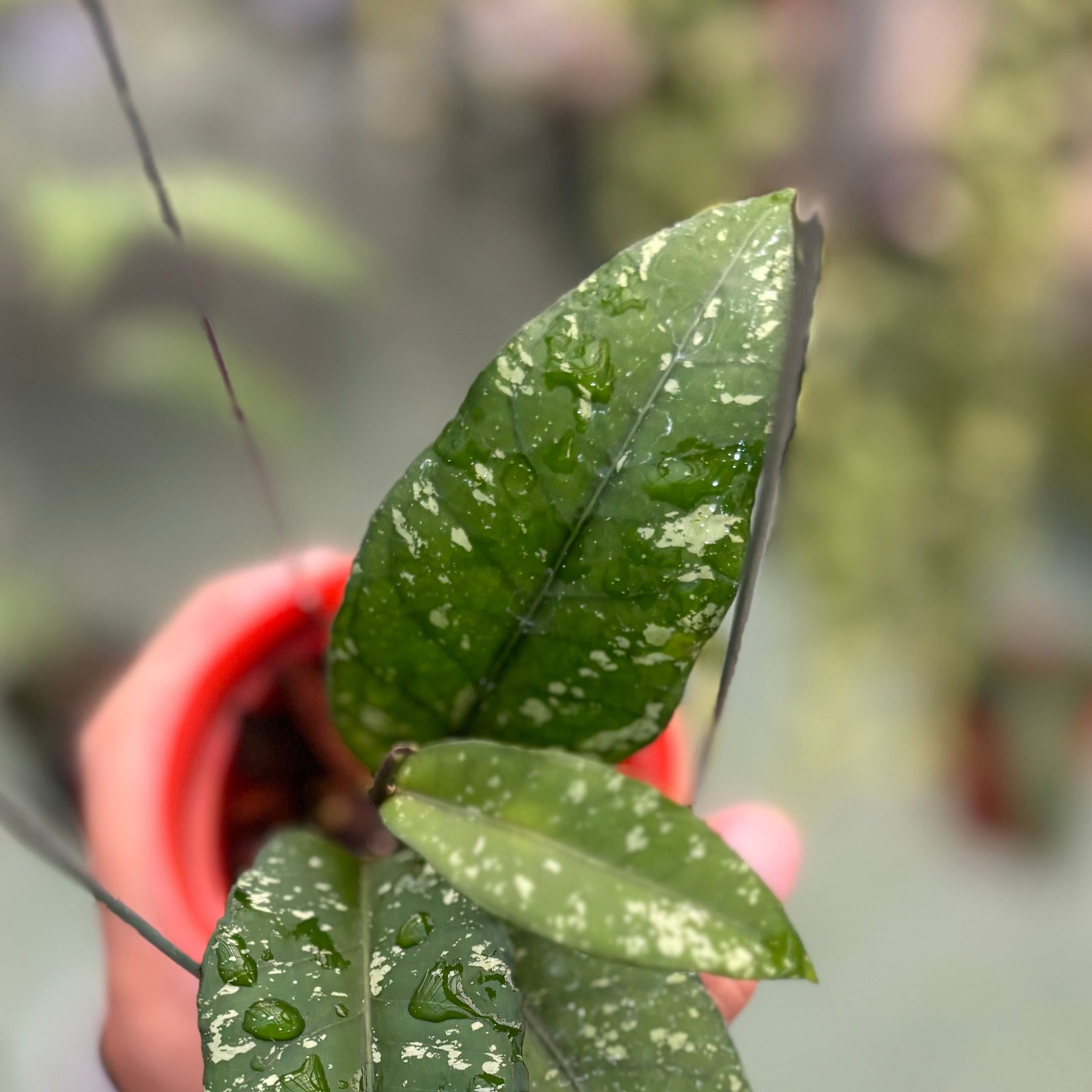 Hoya sp aceh putri betung - Image 3