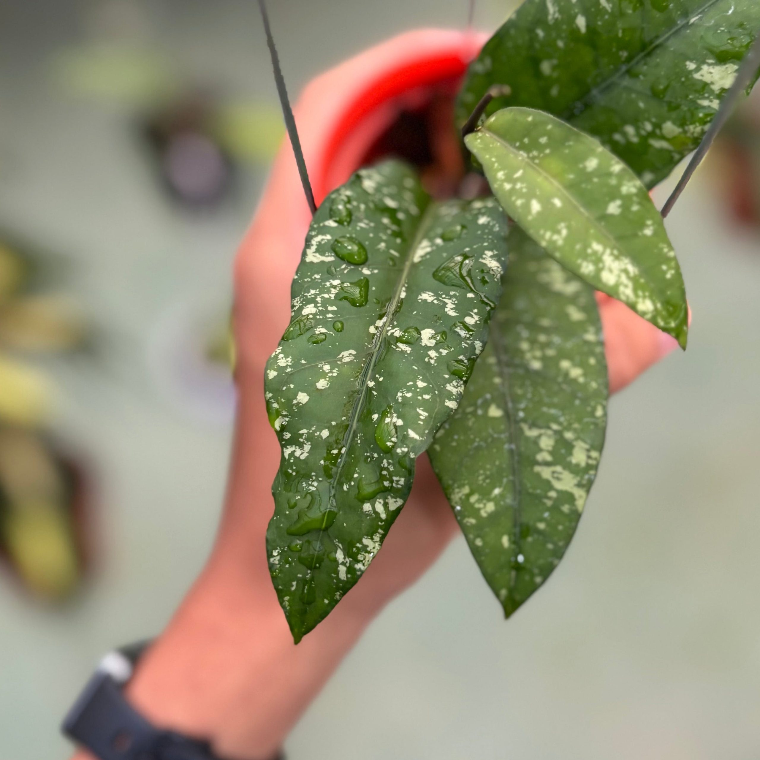 Hoya sp aceh putri betung - Image 4