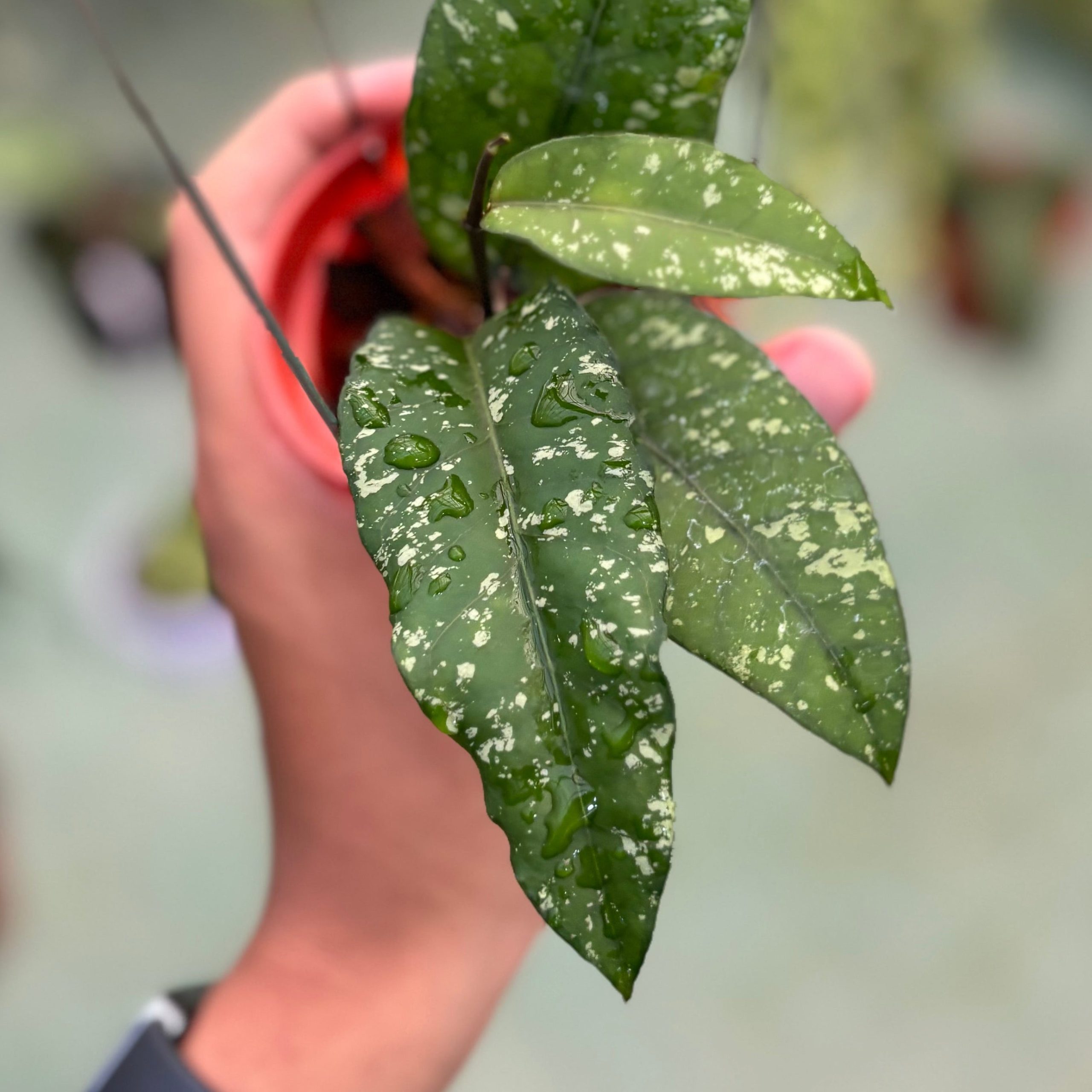 Hoya sp aceh putri betung - Image 5