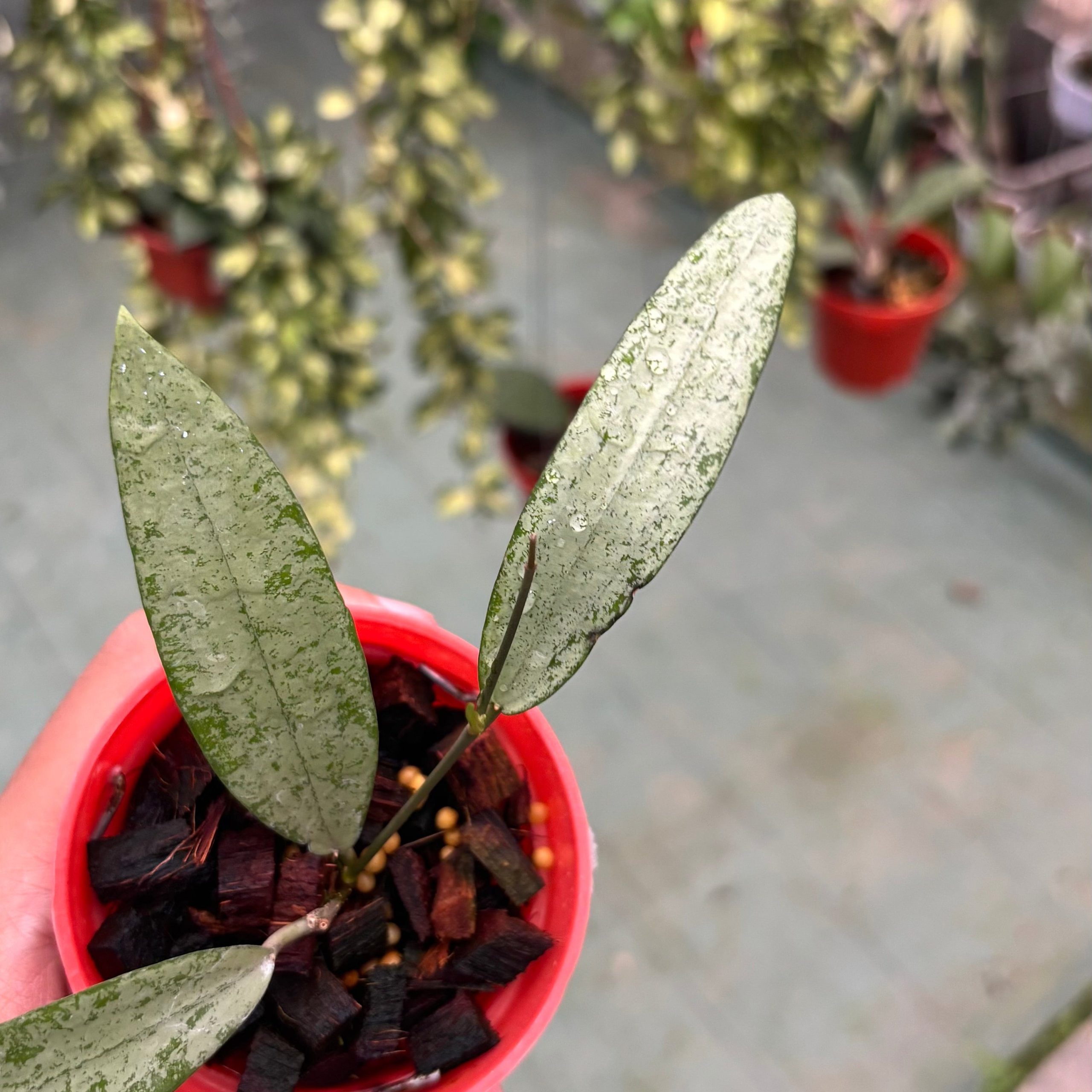 Hoya sp bengkulu silver - Image 4