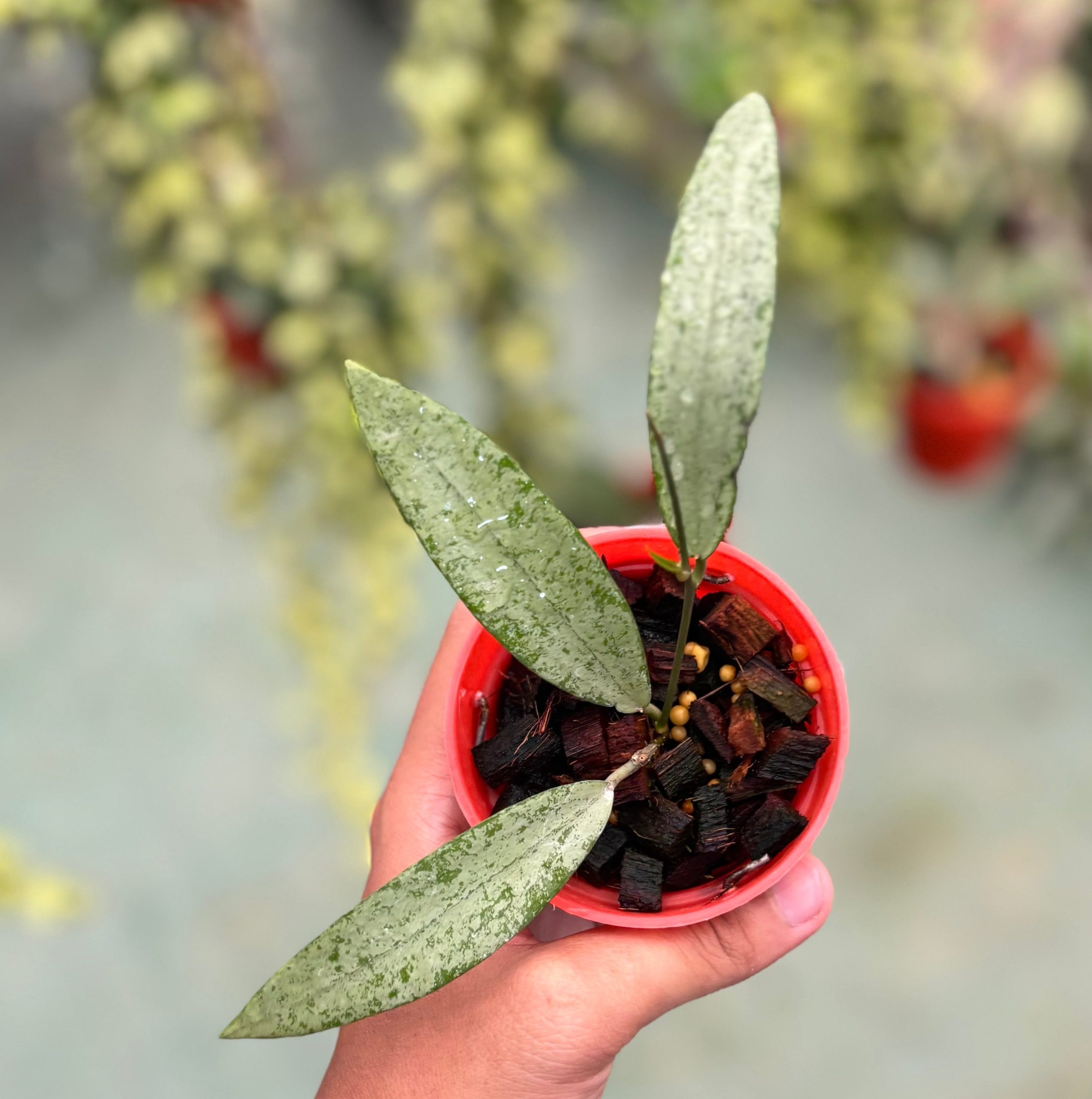 Hoya sp bengkulu silver - Image 6