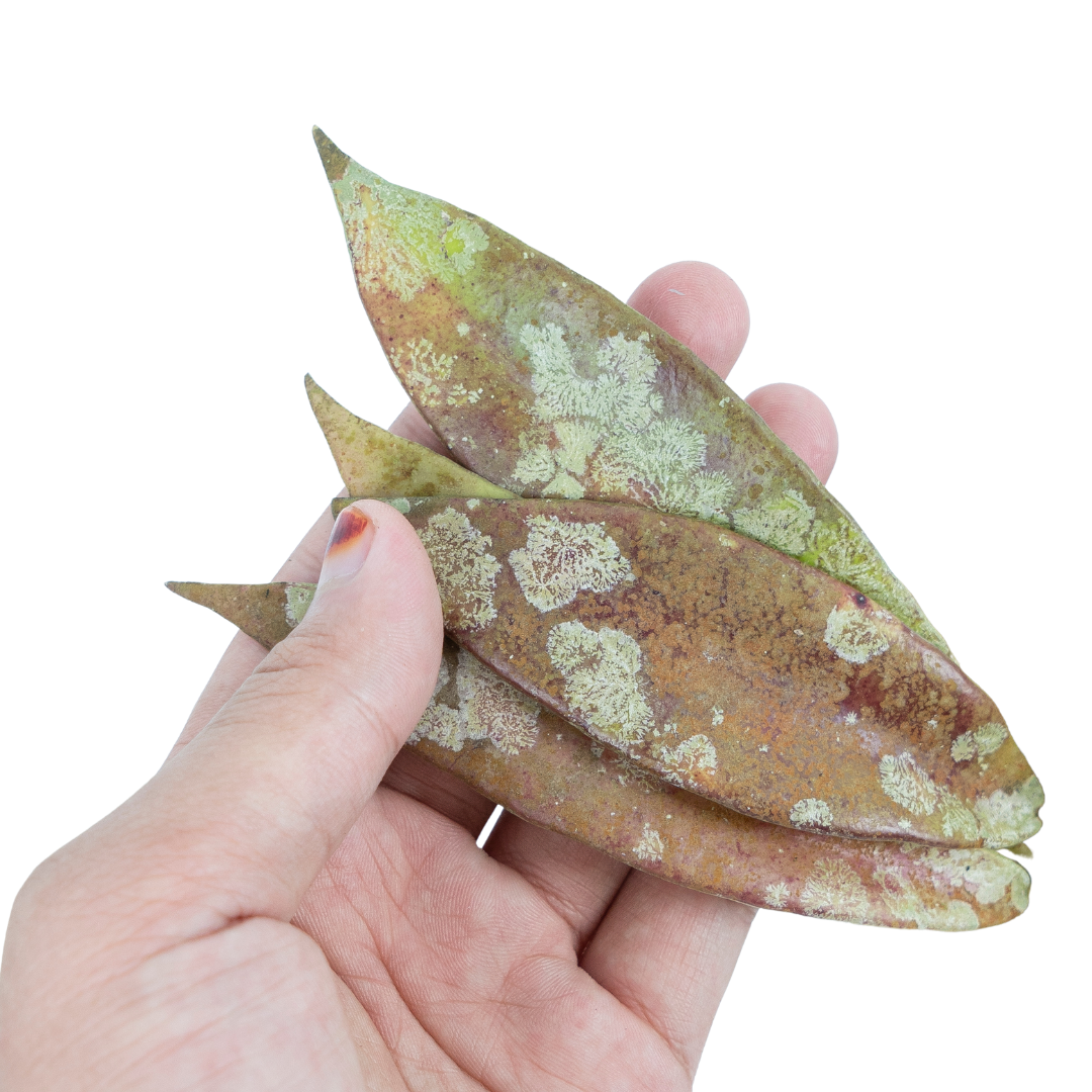 Hoya Sp borneo 01 - Image 2