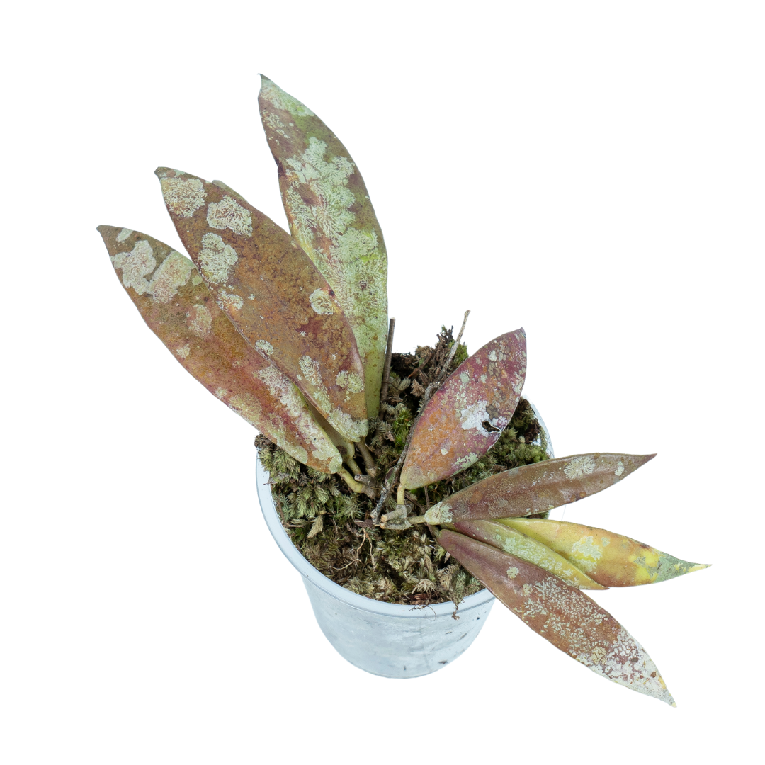 Hoya Sp borneo 01 - Image 3