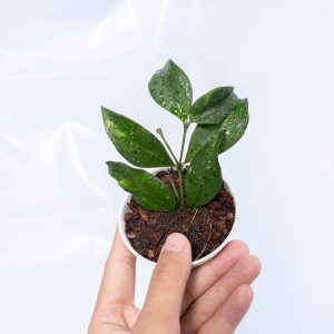 Hoya Sp Garut