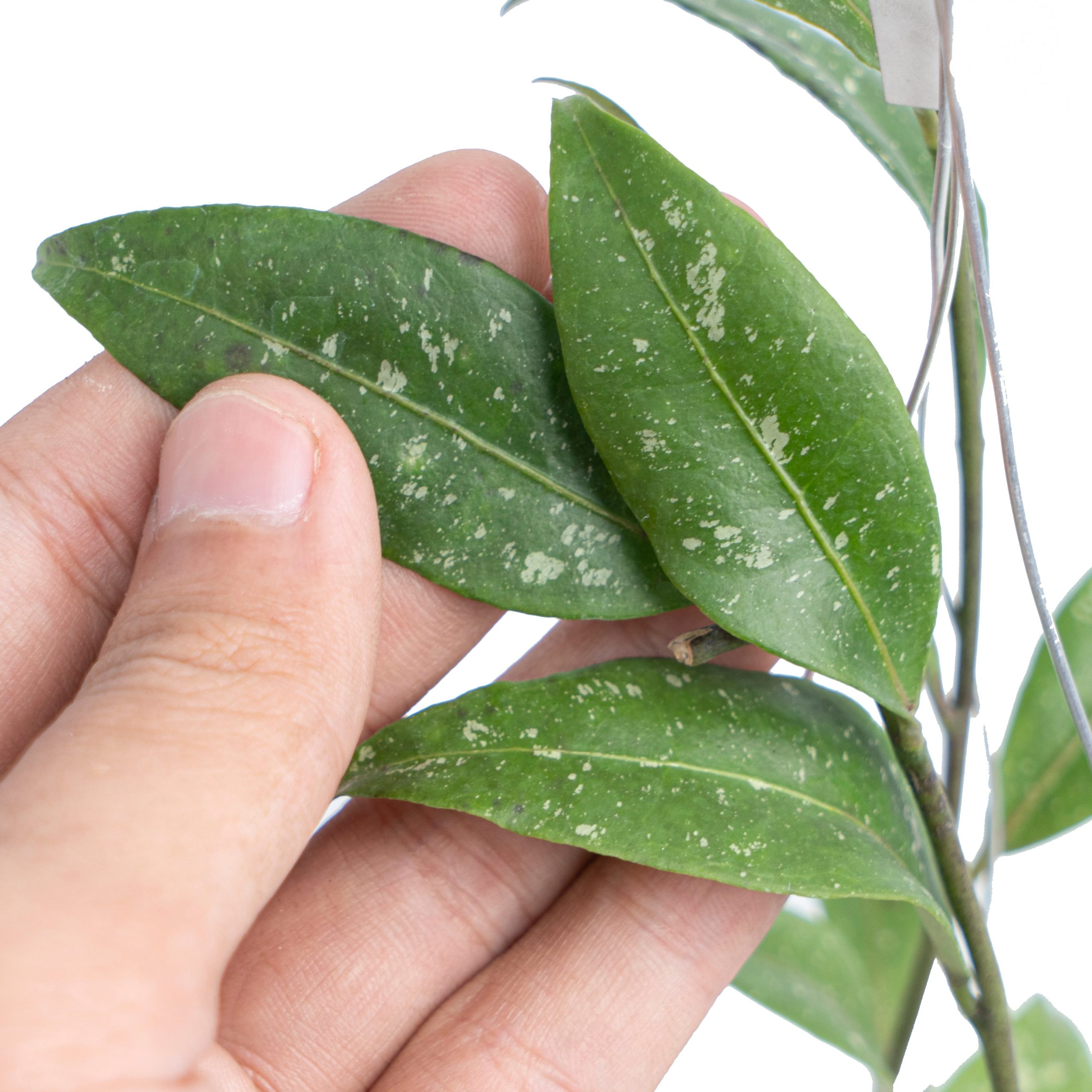 Hoya Sp Garut VN-246 - Image 2