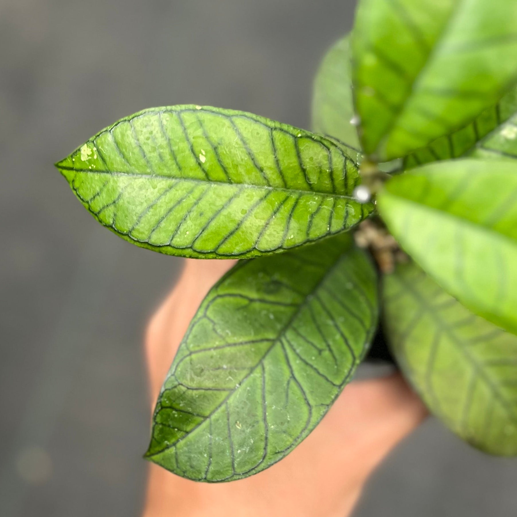 Hoya sp gunung gading - Image 2
