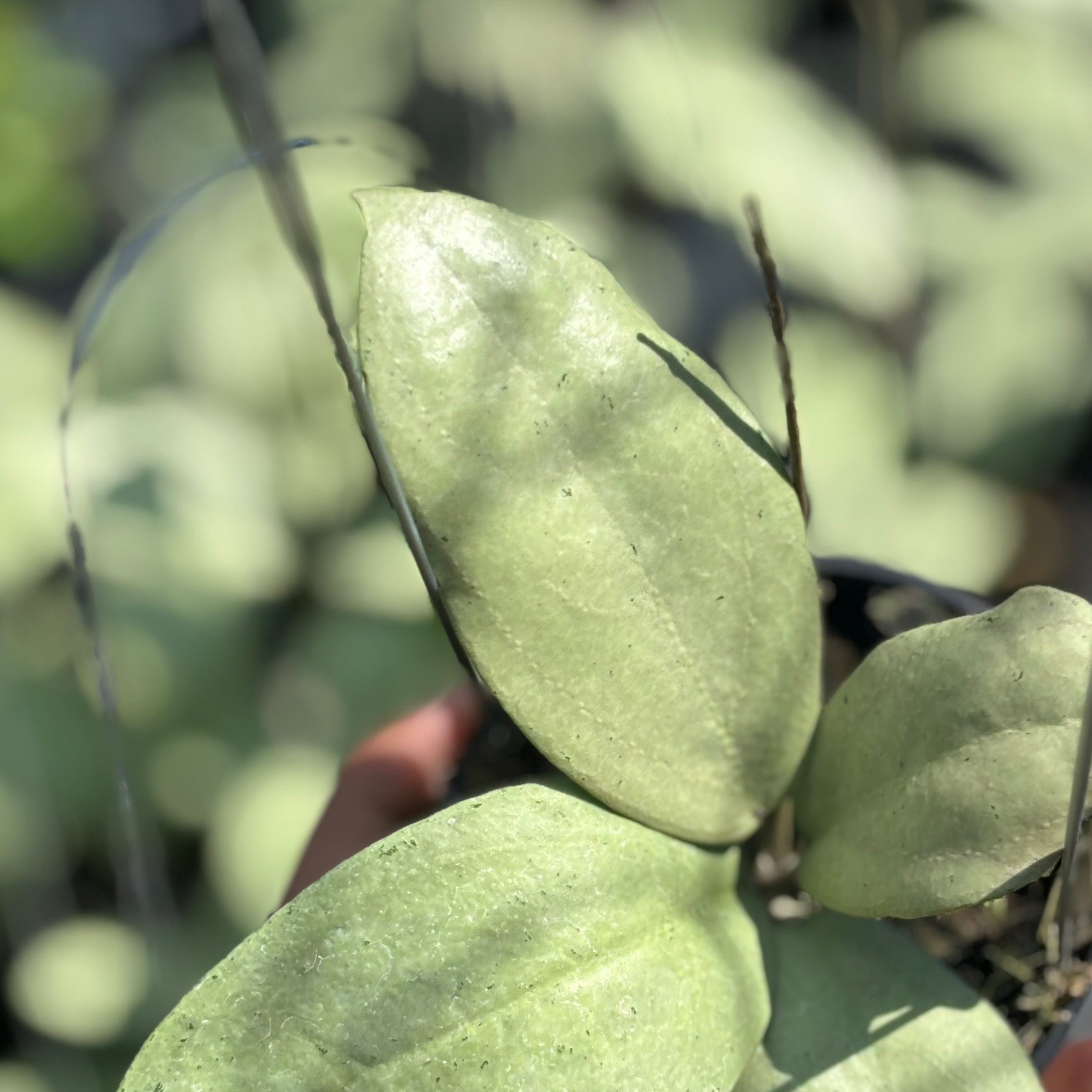 Hoya sp menak sopal - Image 2