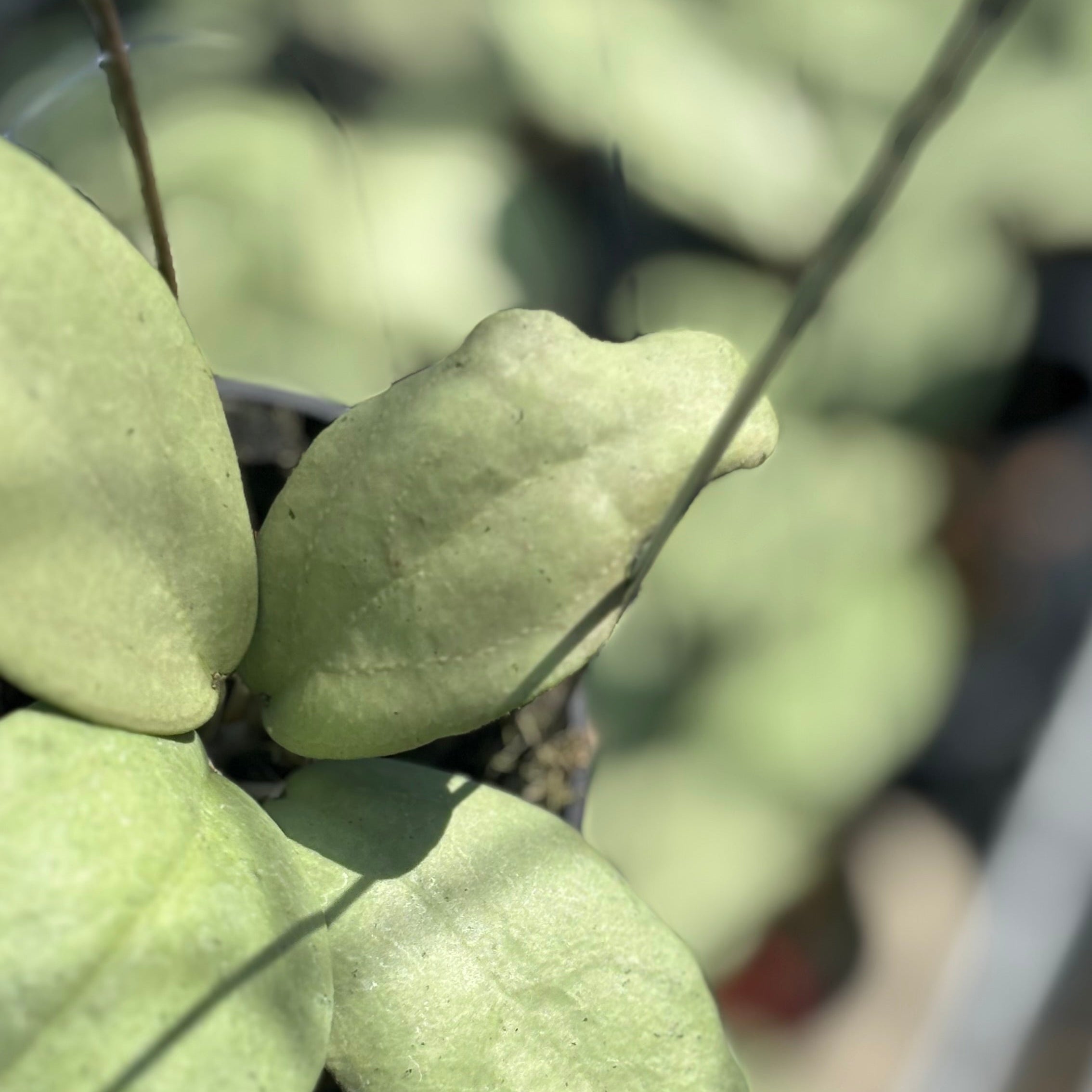Hoya sp menak sopal - Image 3