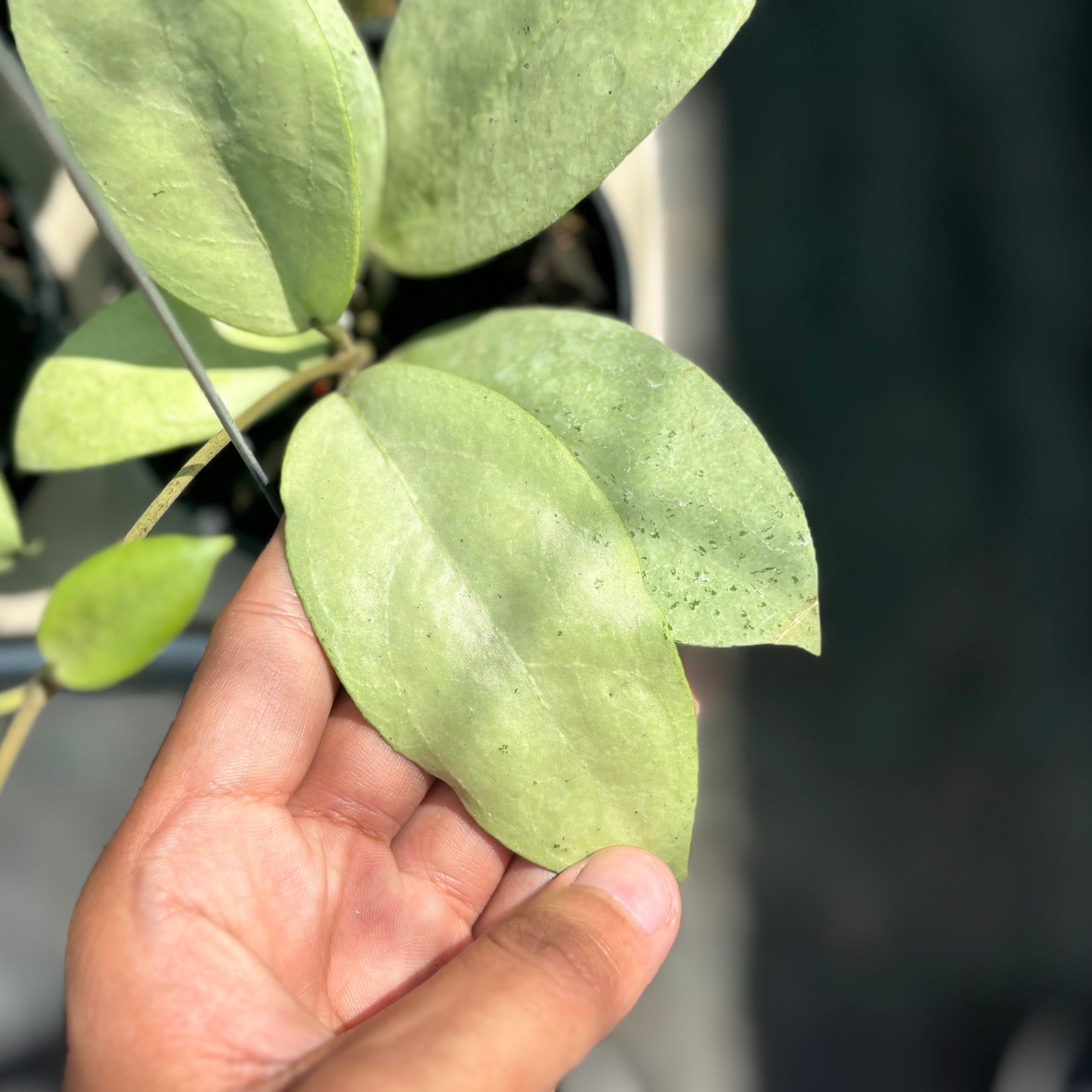 Hoya sp menak sopal - Image 4
