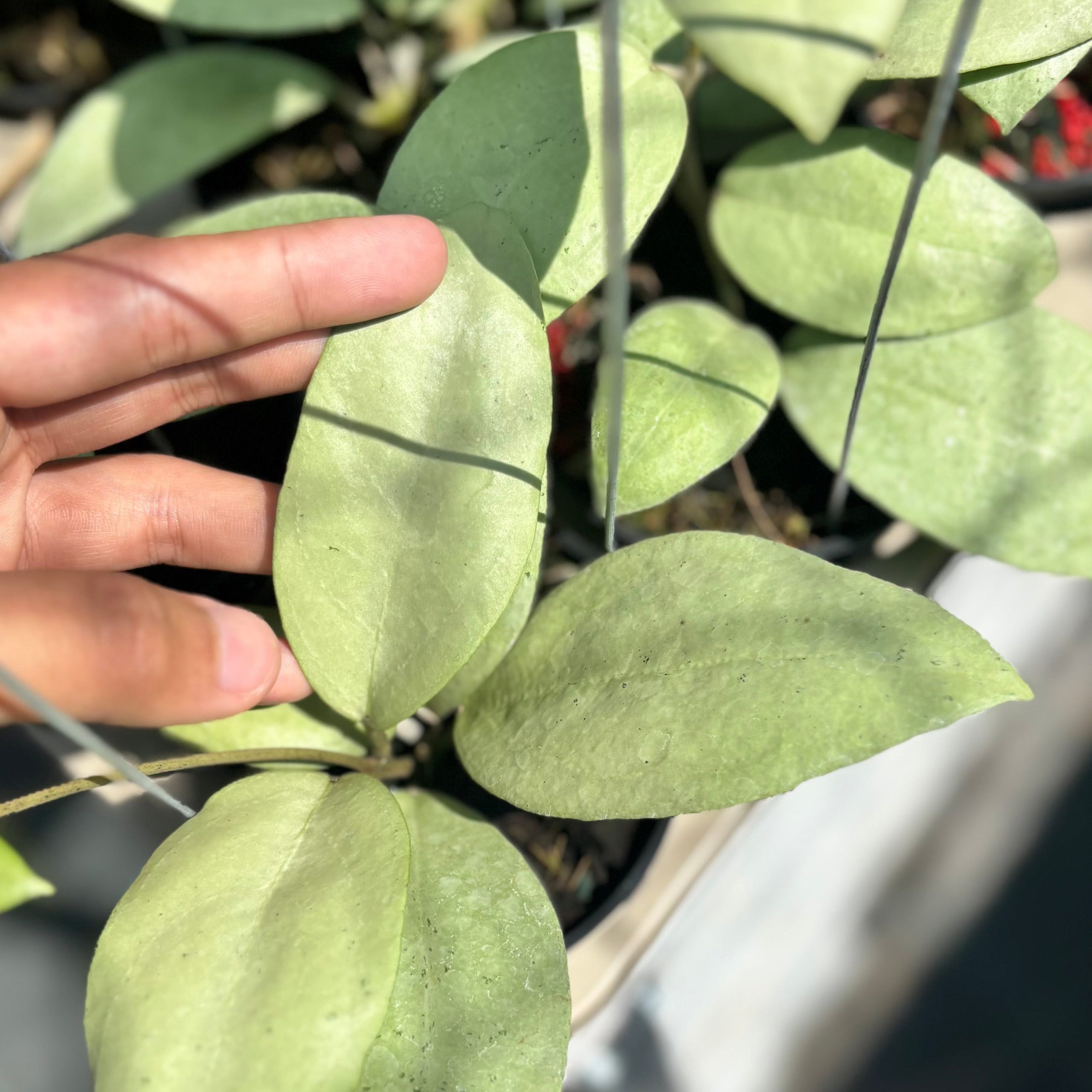 Hoya sp menak sopal - Image 5