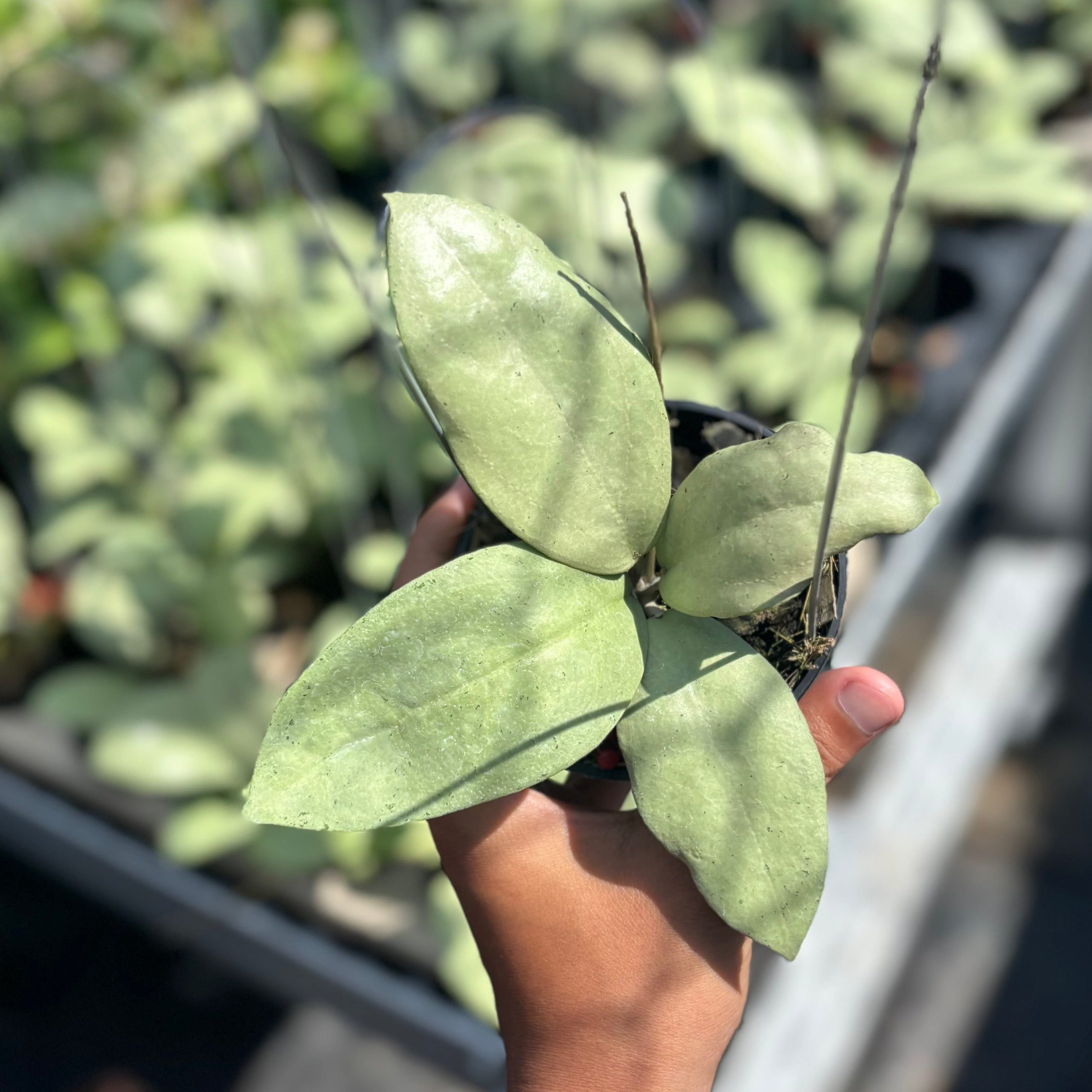 Hoya sp menak sopal - Image 6