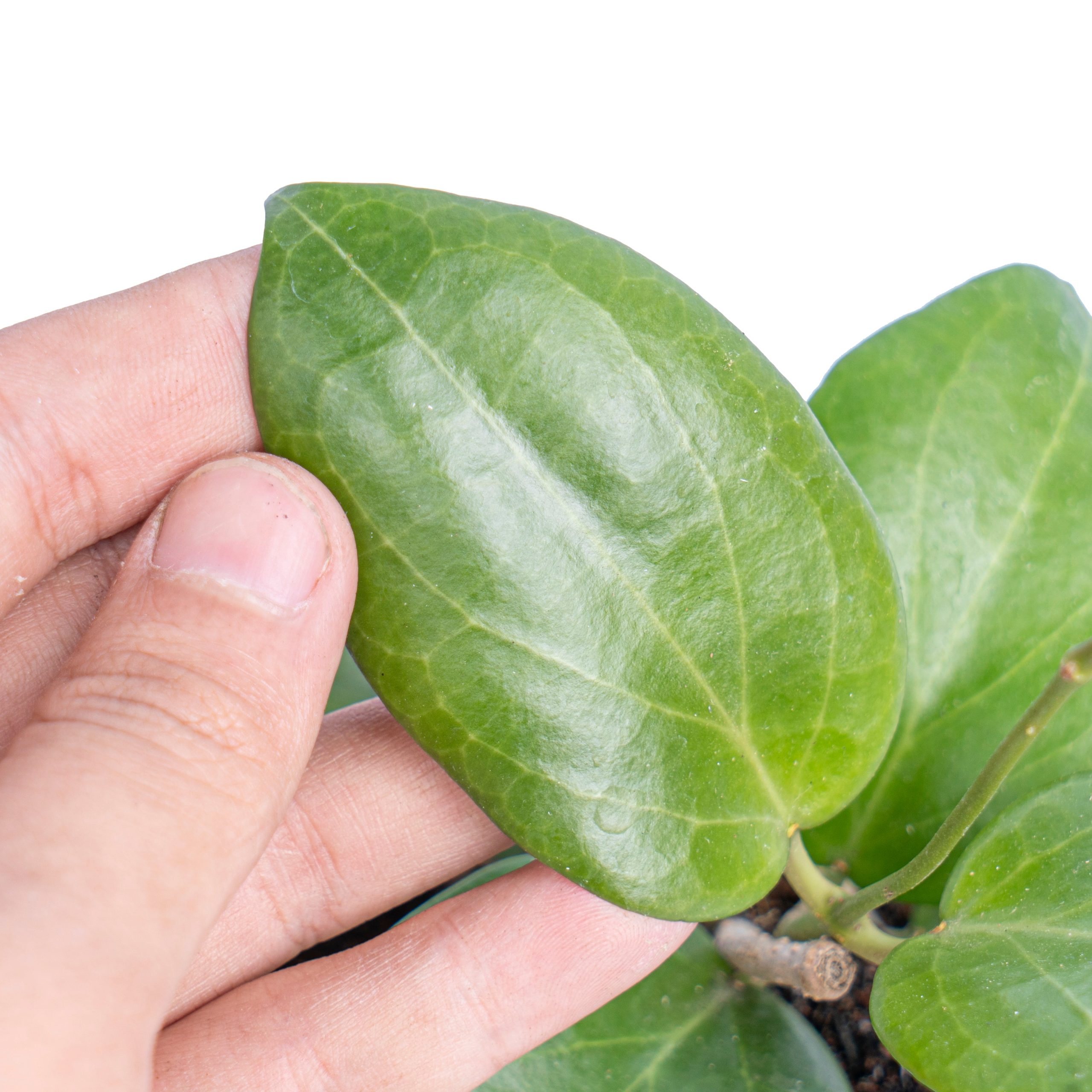 Hoya sp Selayar bal-wyd - Image 2