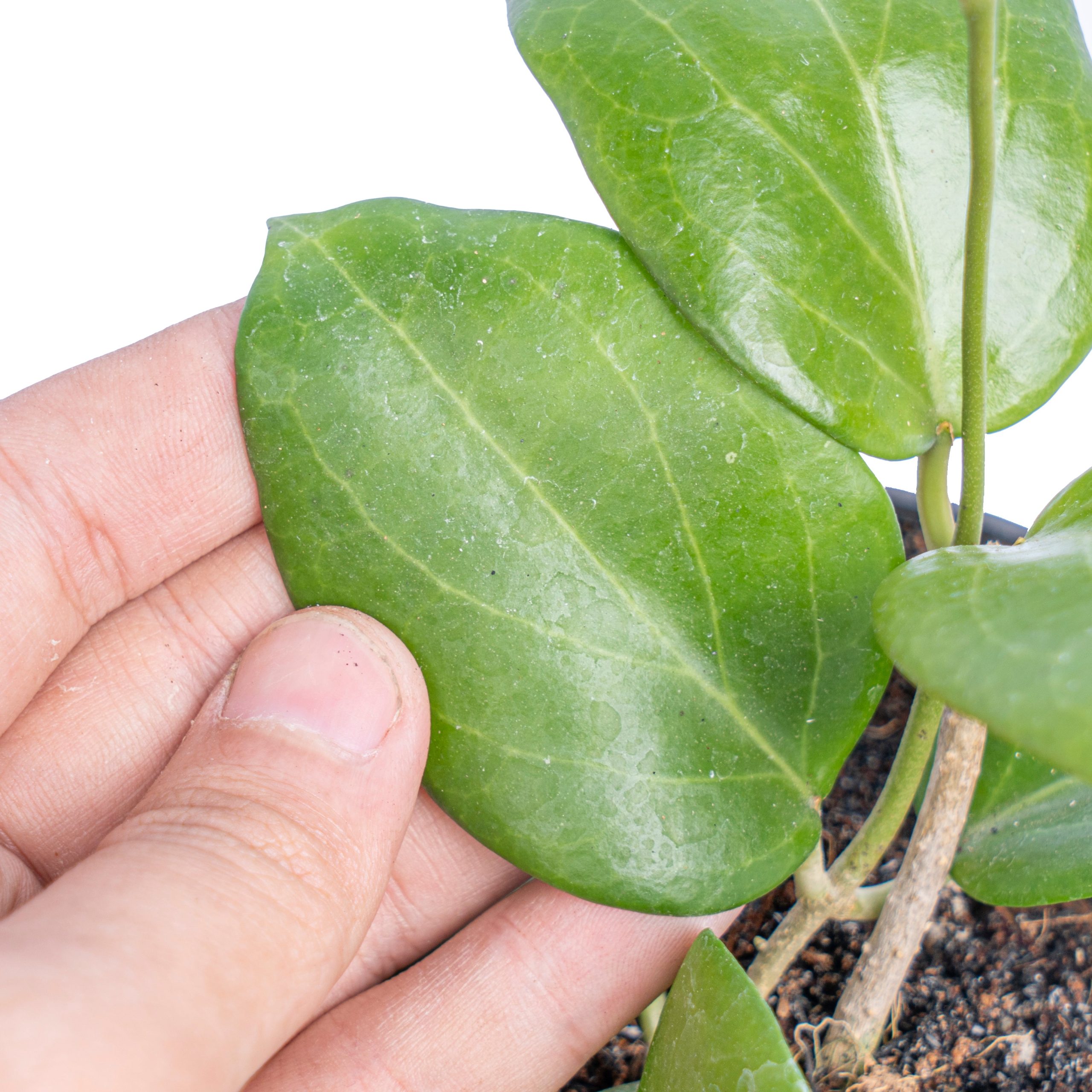 Hoya sp Selayar bal-wyd - Image 3