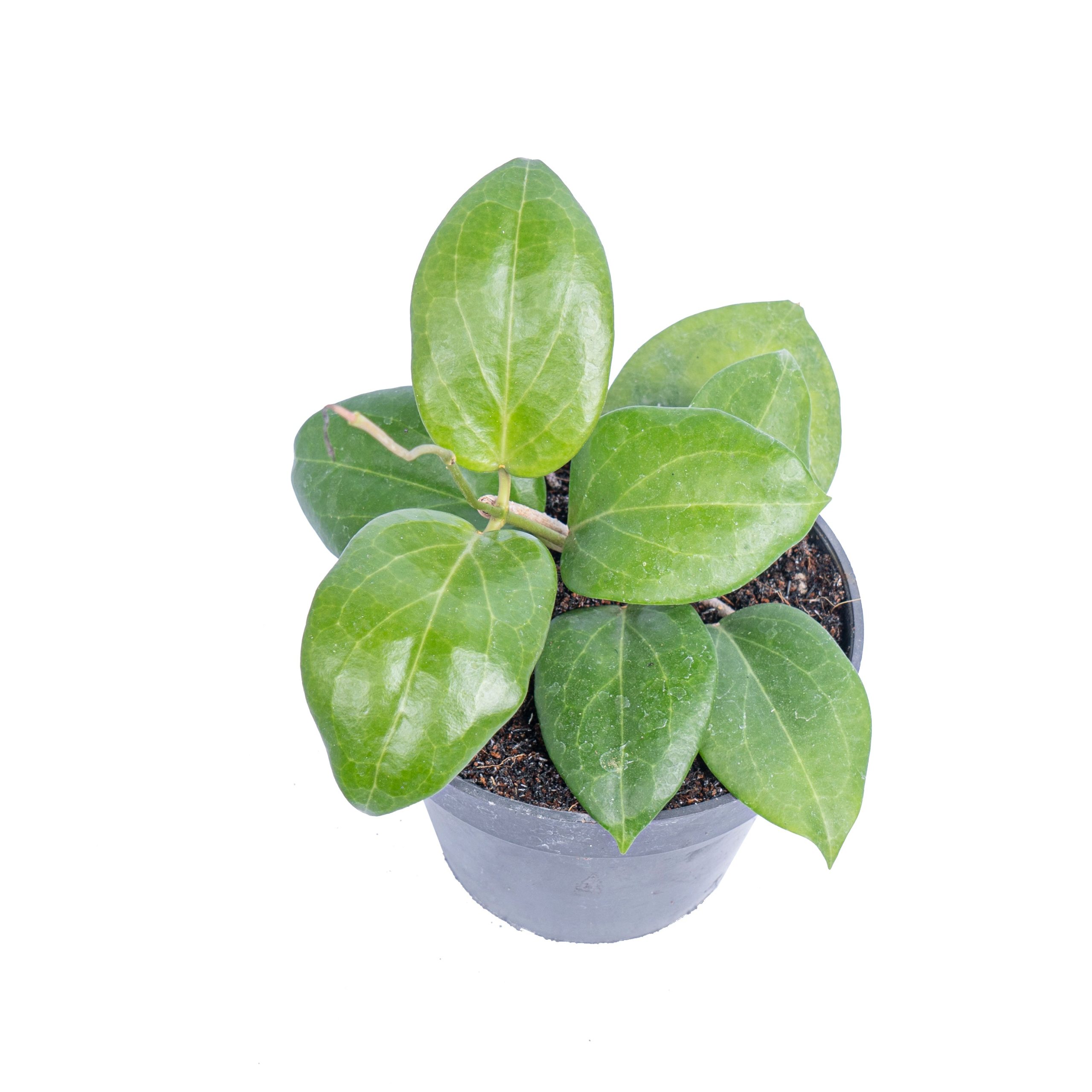 Hoya sp Selayar bal-wyd - Image 4