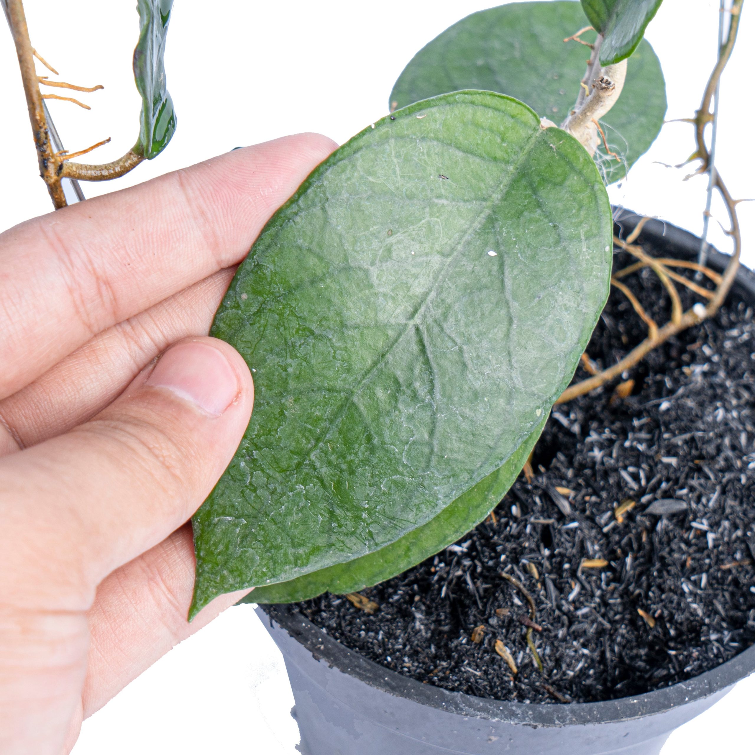 Hoya Sp sumbawa - Image 2