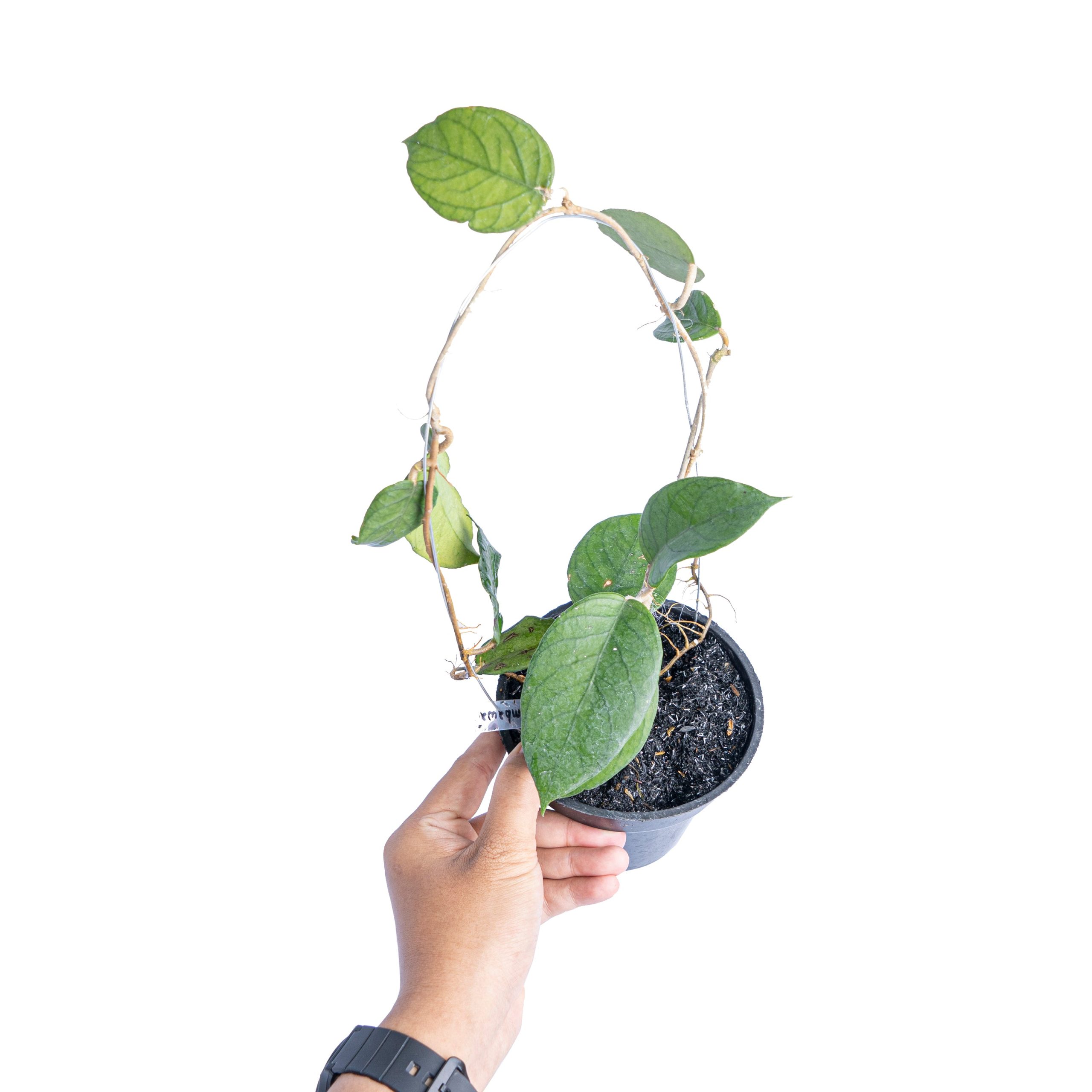 Hoya Sp sumbawa - Image 4