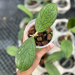 Hoya sp tanggamus ‘limau kapas’