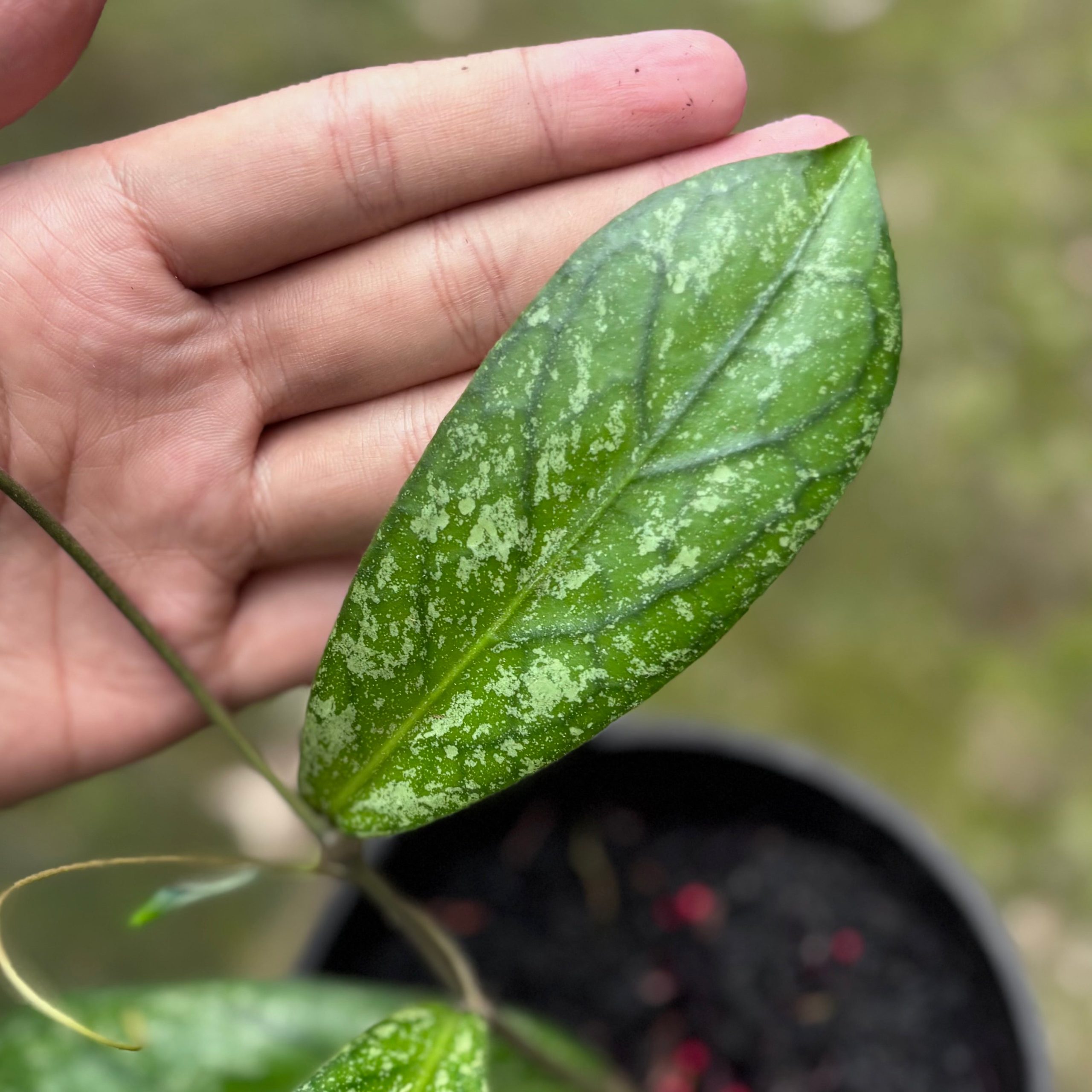 Hoya Sp Tanggamus splash - Image 2
