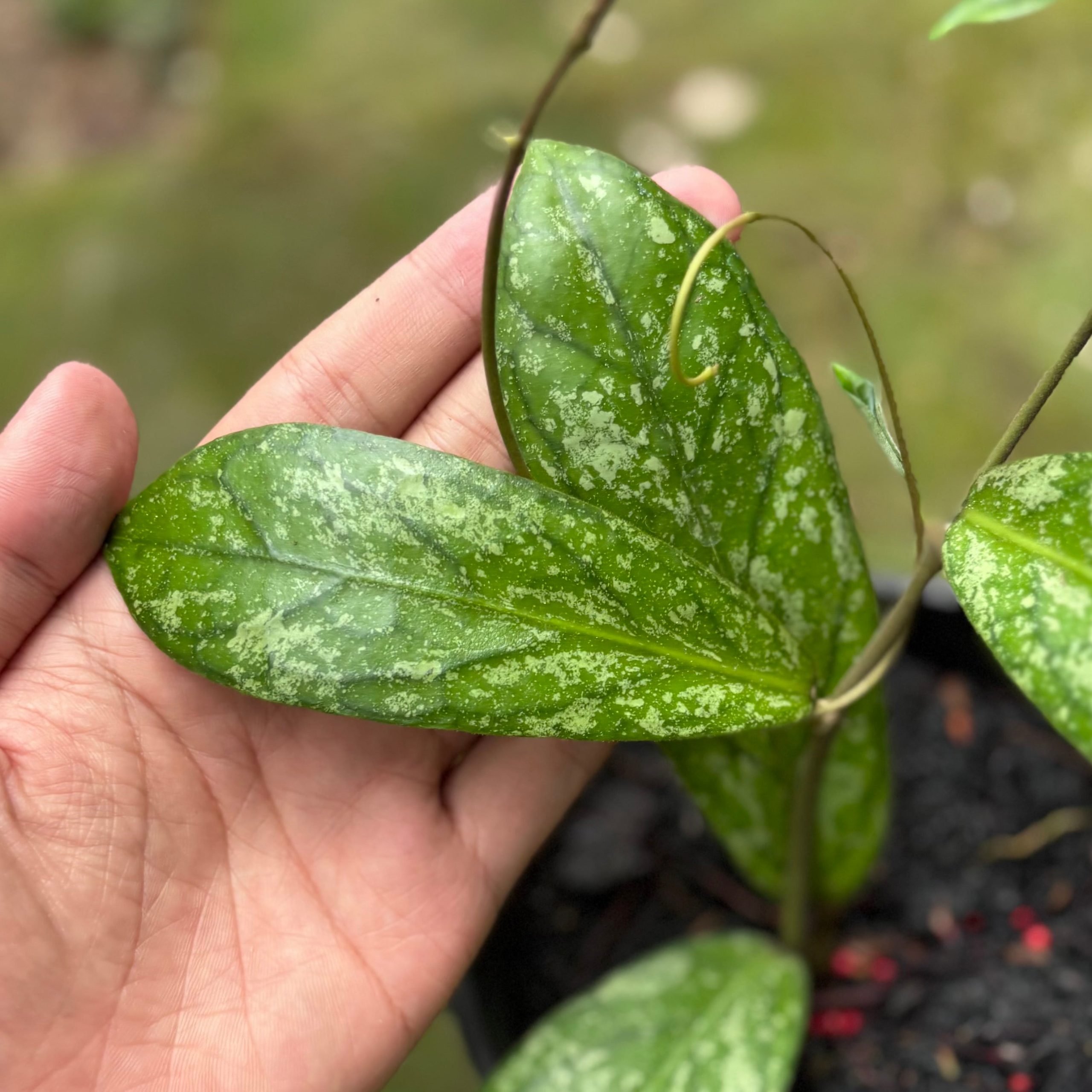 Hoya Sp Tanggamus splash - Image 3