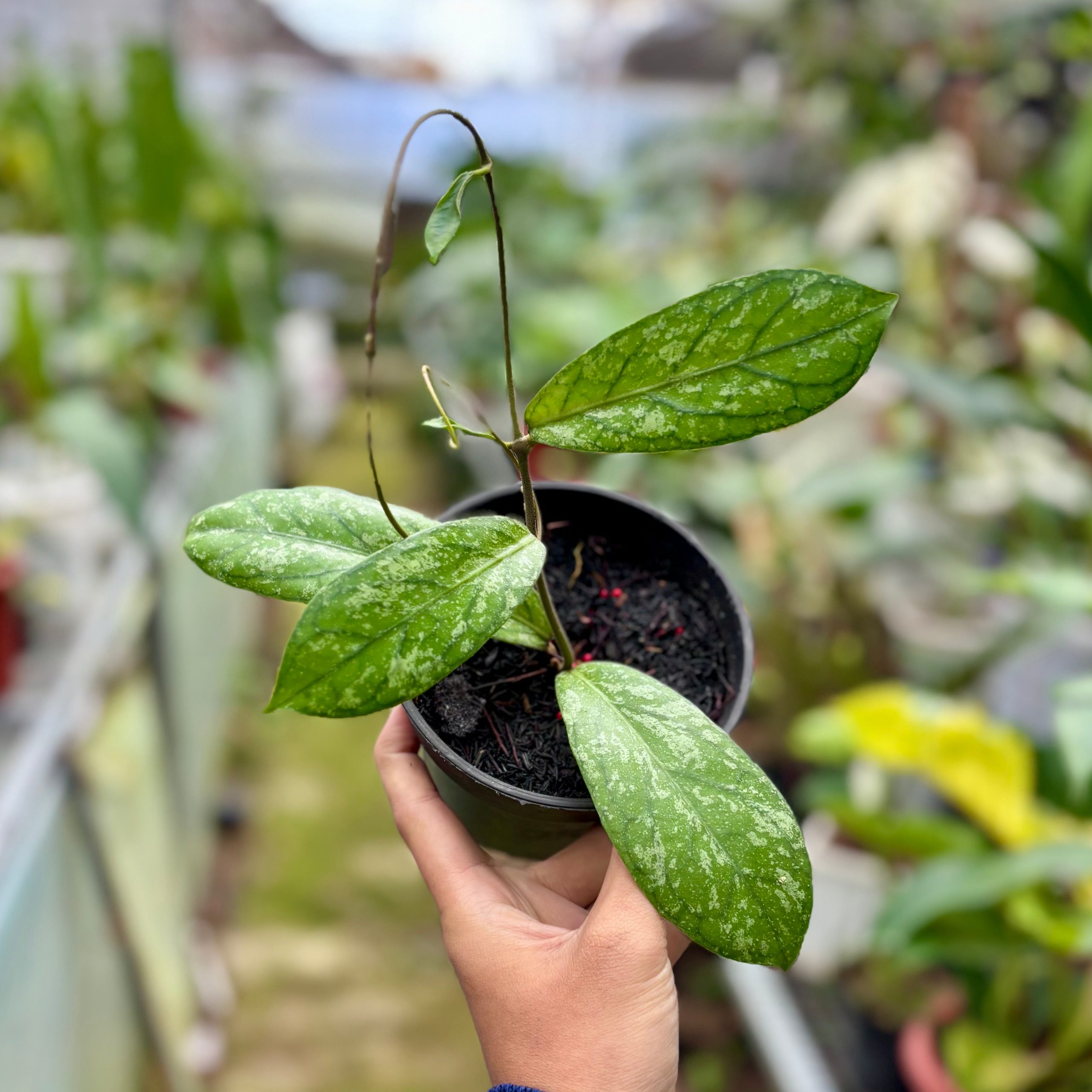 Hoya Sp Tanggamus splash - Image 4