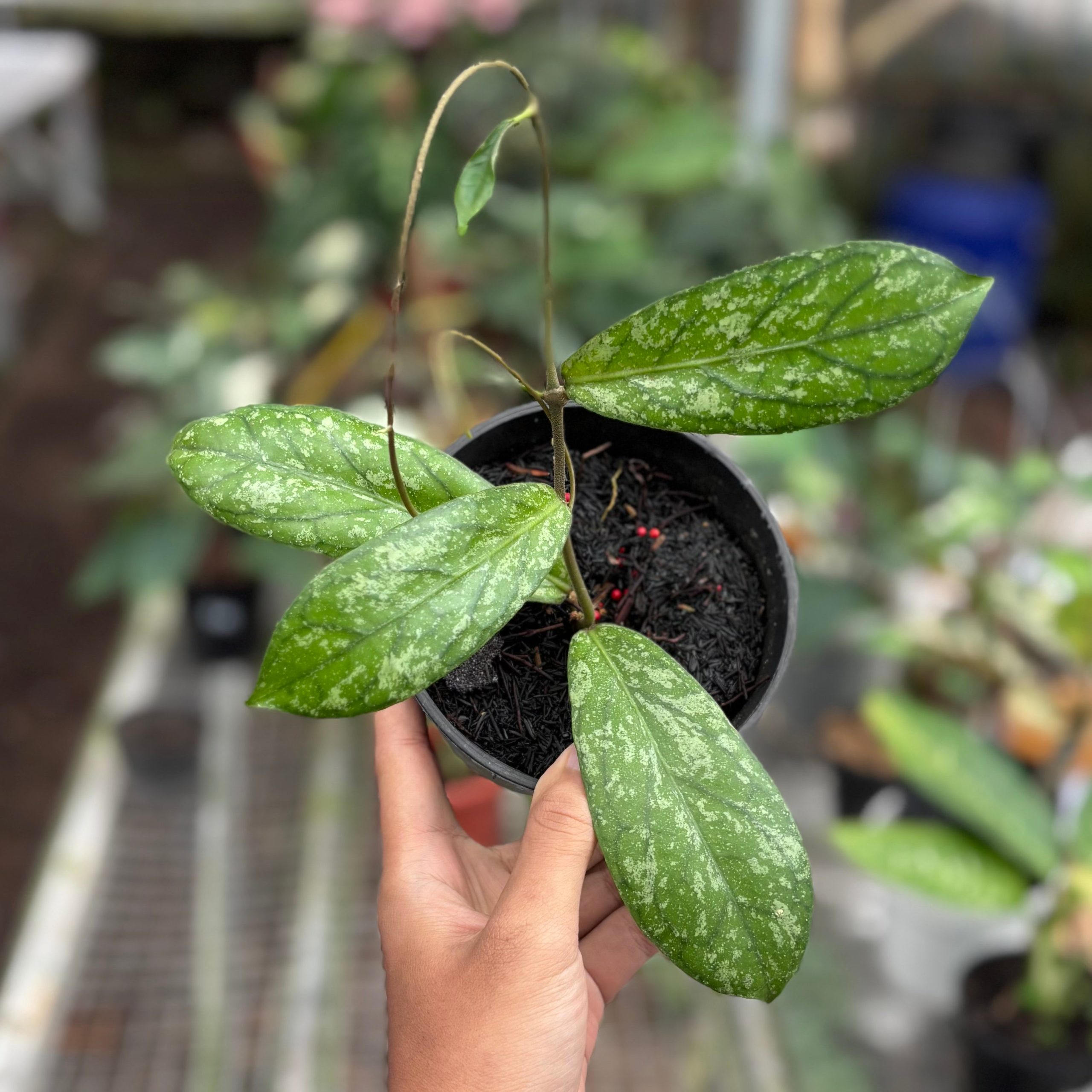 Hoya Sp Tanggamus splash - Image 5