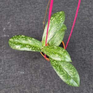 Hoya sp 'Tanggamus Way Maja'