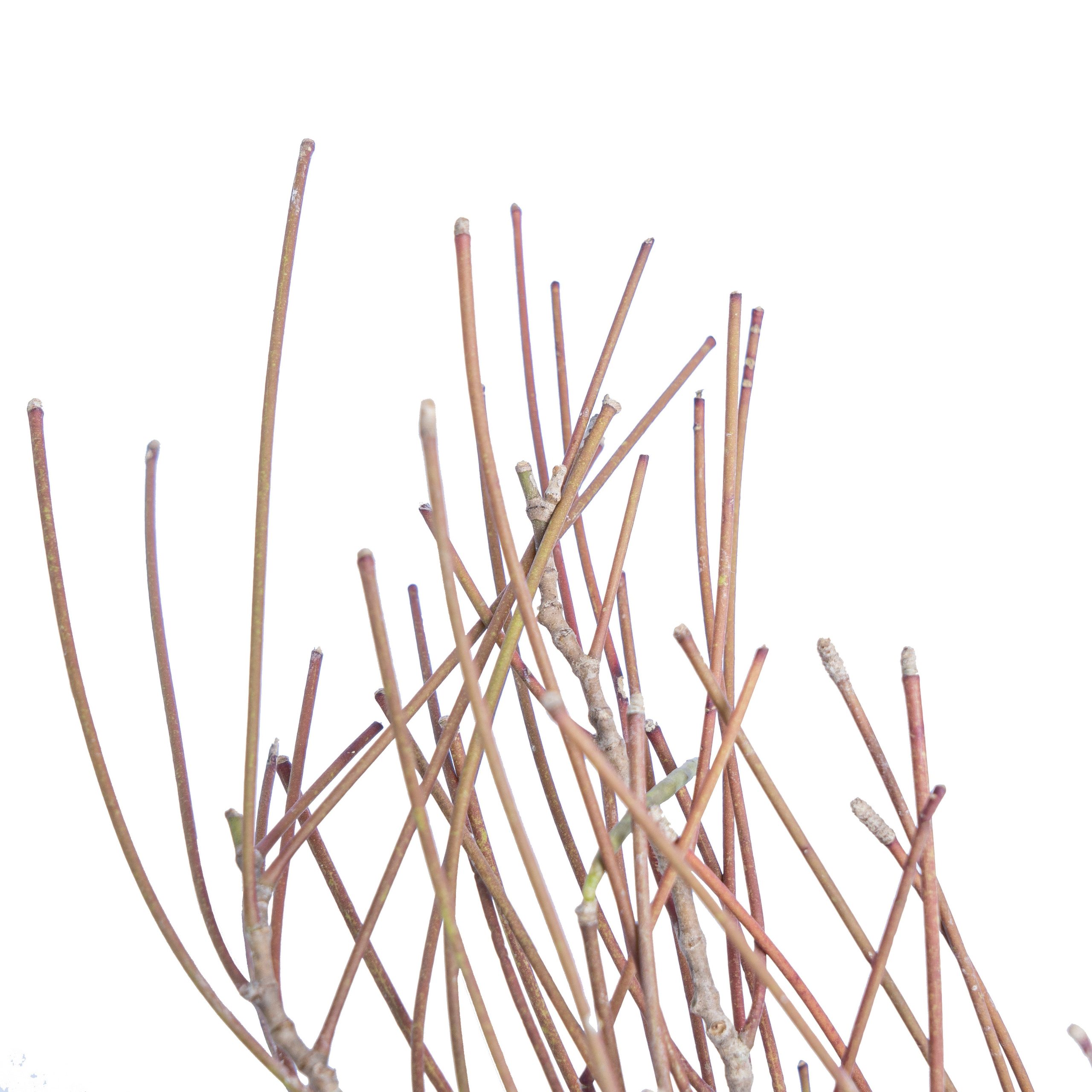 Hoya spartioides - Image 4