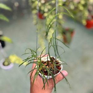 Hoya stenophylla