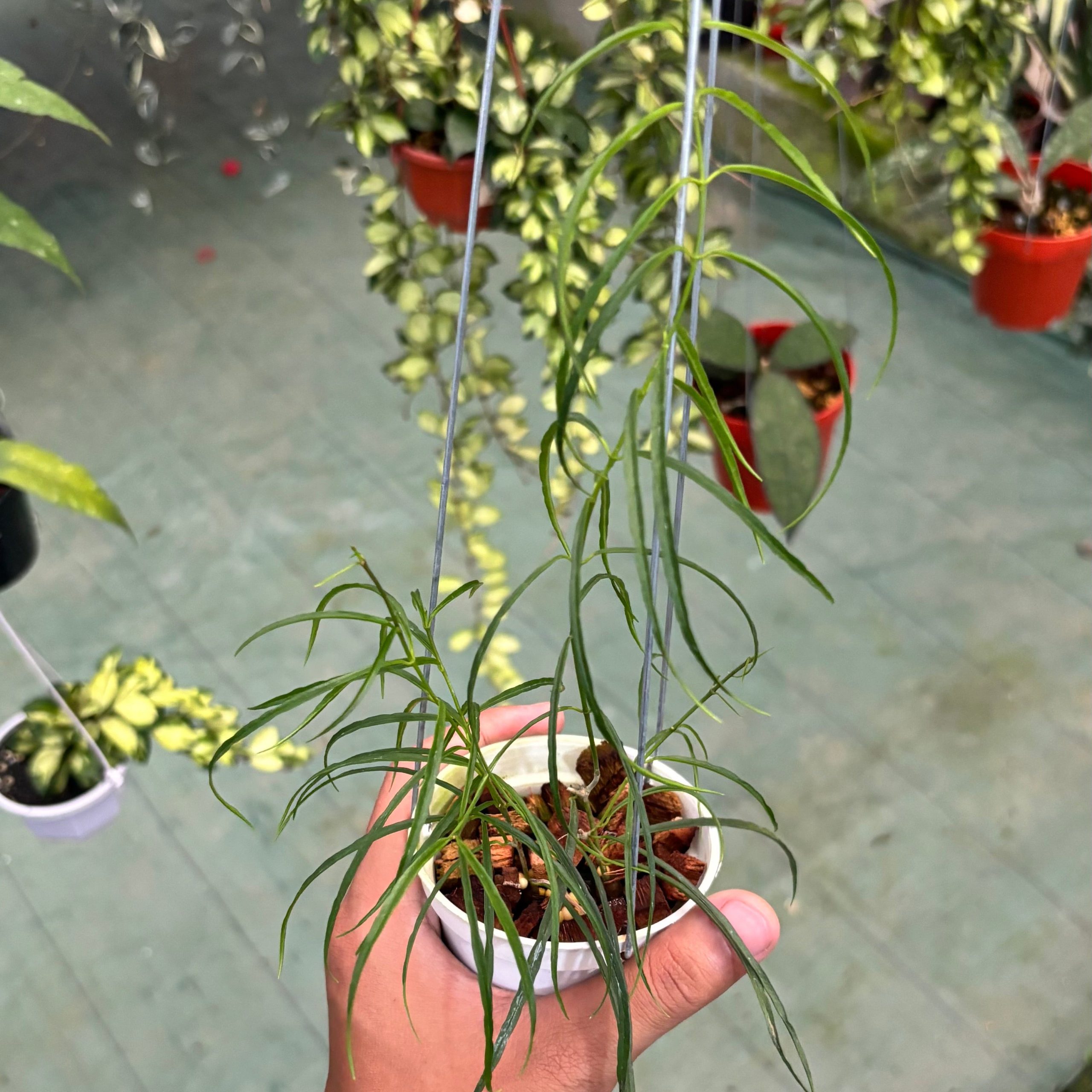Hoya stenophylla - Image 2