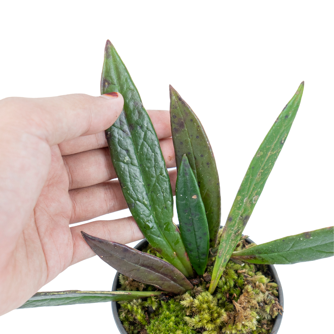 Hoya Sulawesiana - Image 2