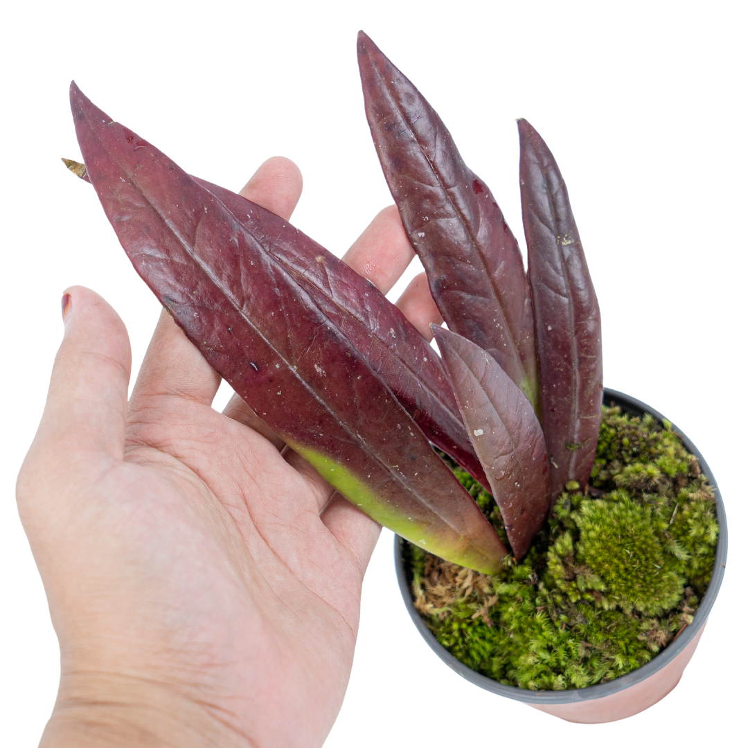 Hoya Sulawesiana Red - Image 2