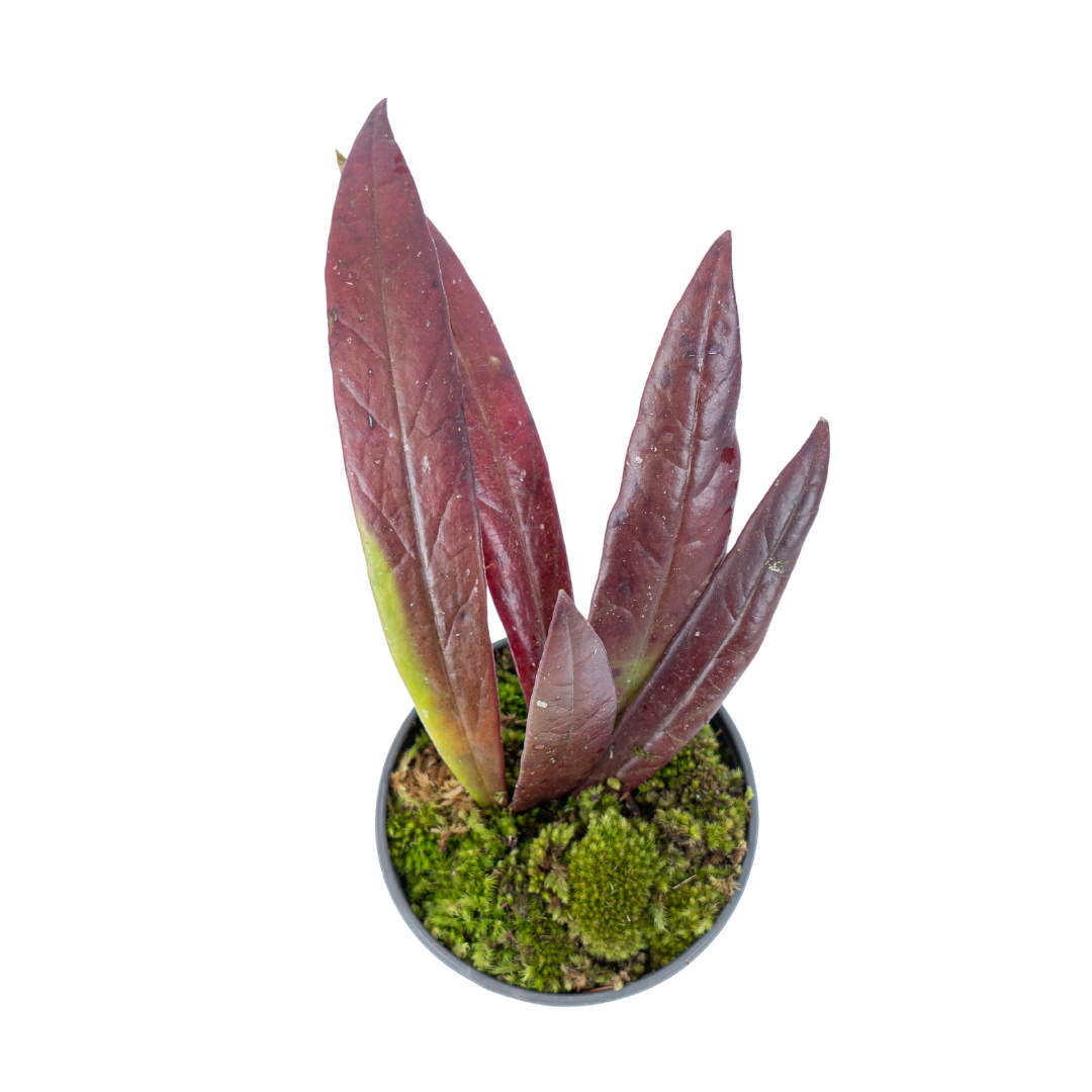 Hoya Sulawesiana Red - Image 3